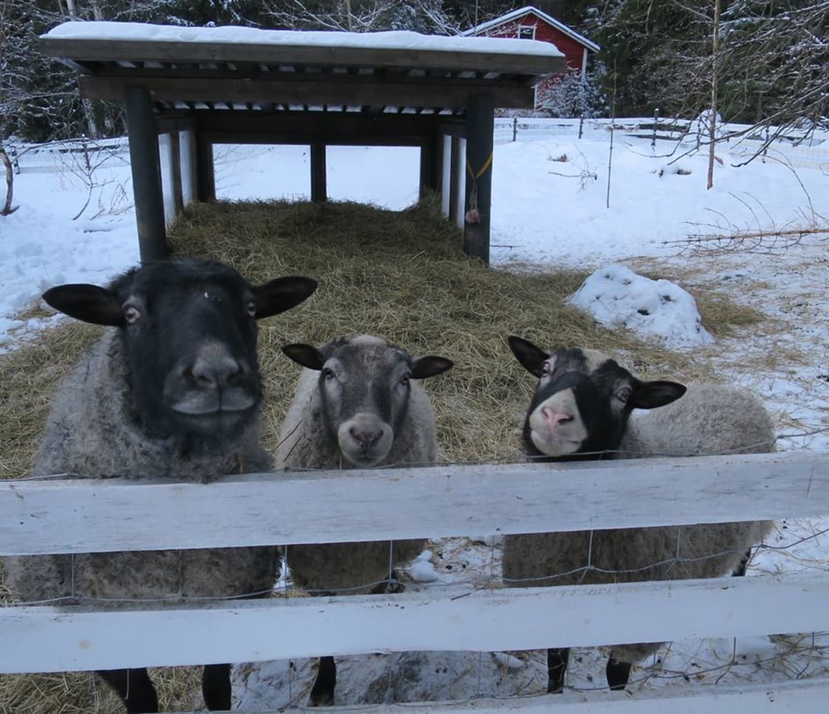 Julkkisten mukaan nimetyt lemmikit_lampaat