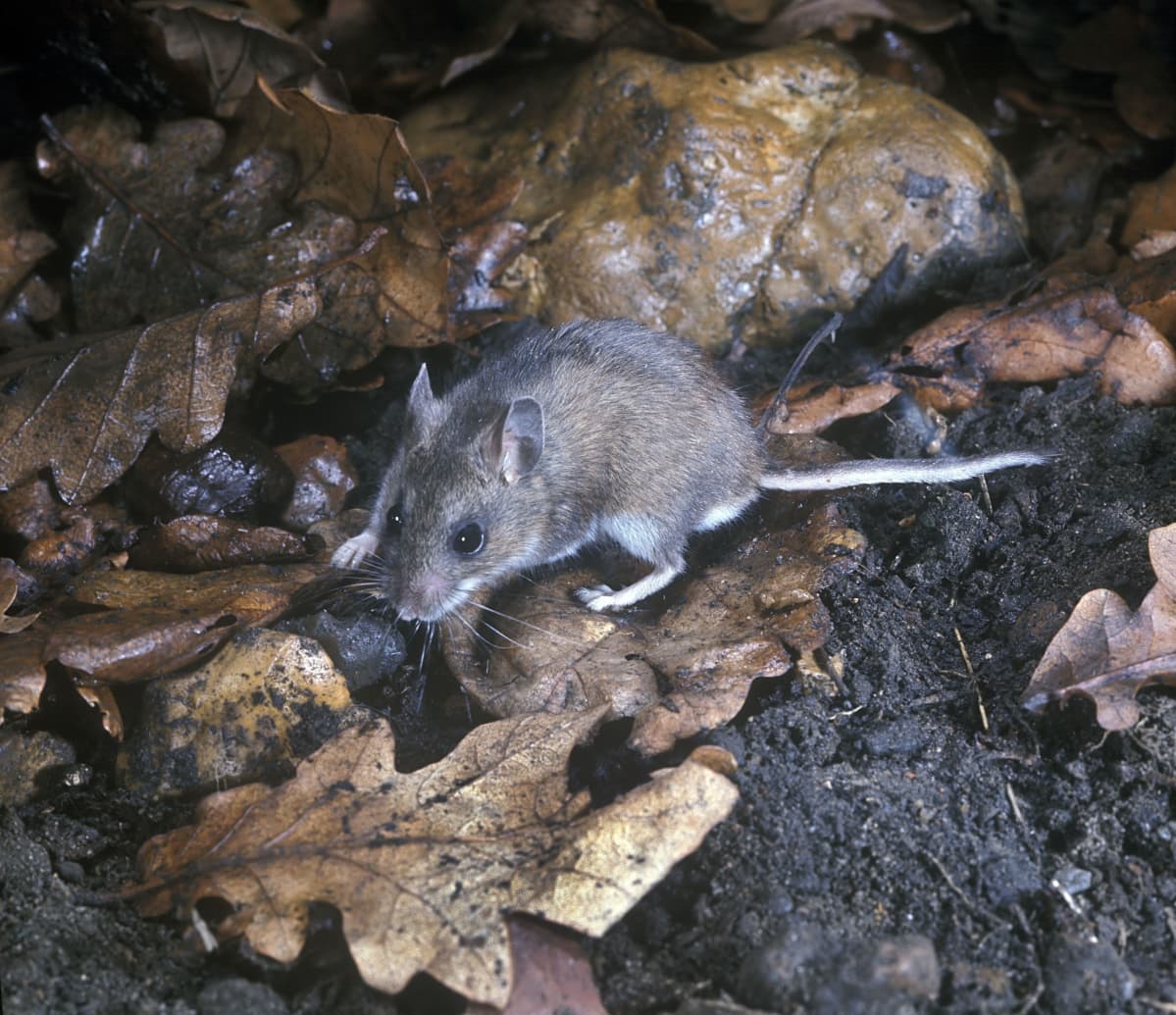 Peurahiiri