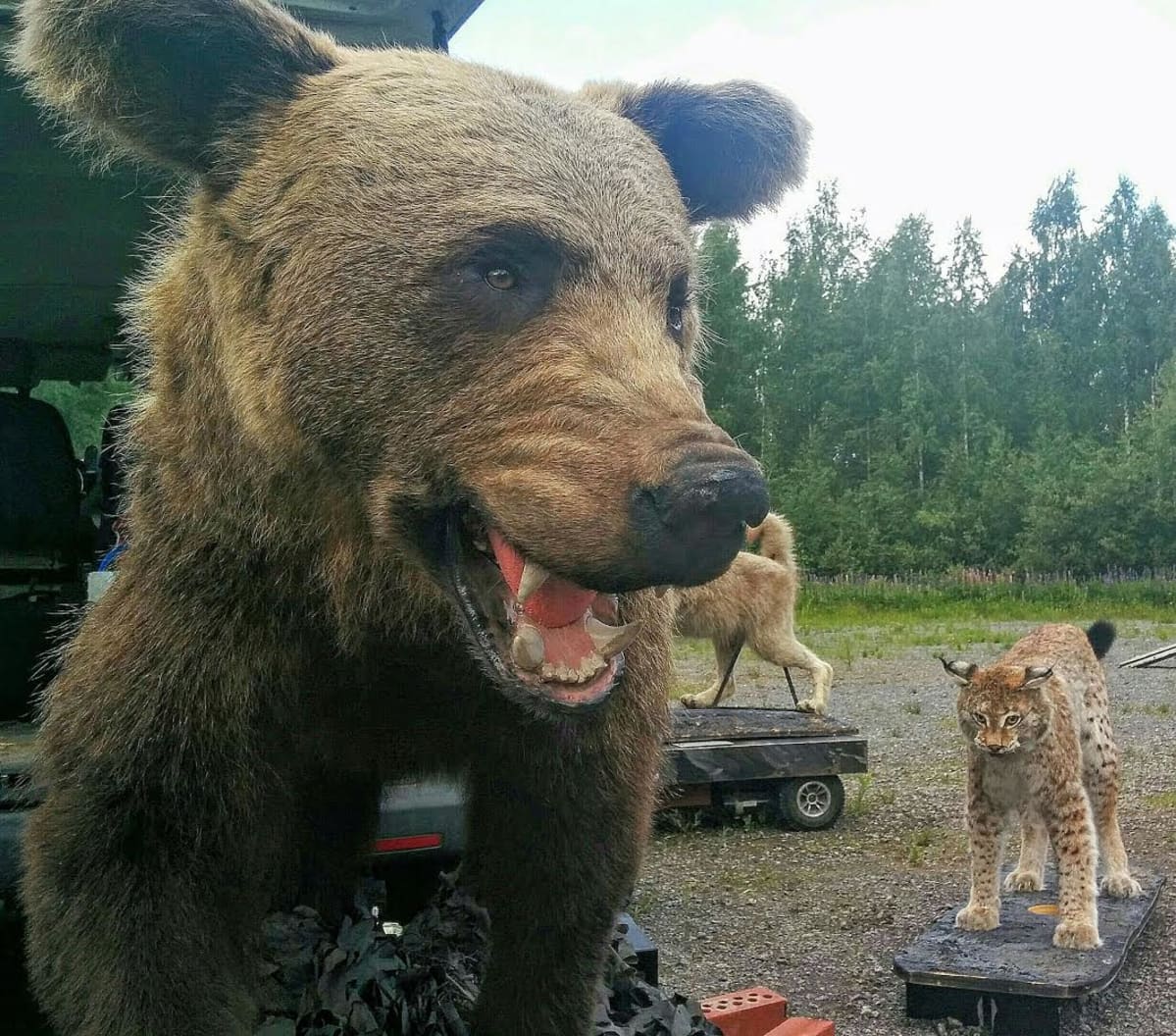 Petotestissä koiran reaktiota voi testata karhulla, ilveksellä ja sudella.