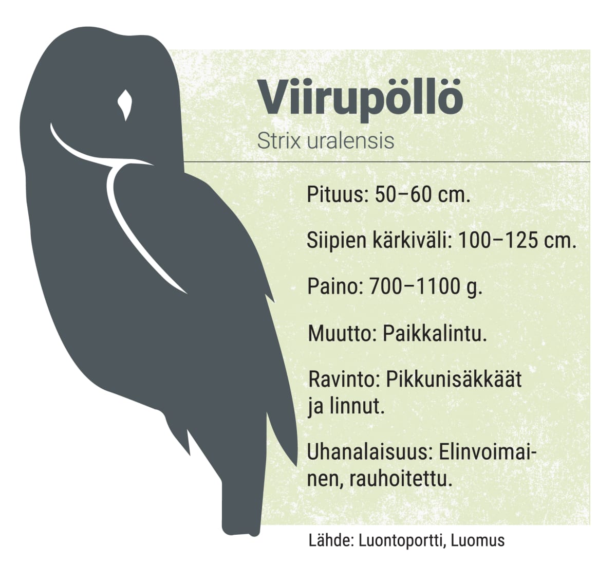 Infolaatikko viirupöllöstä