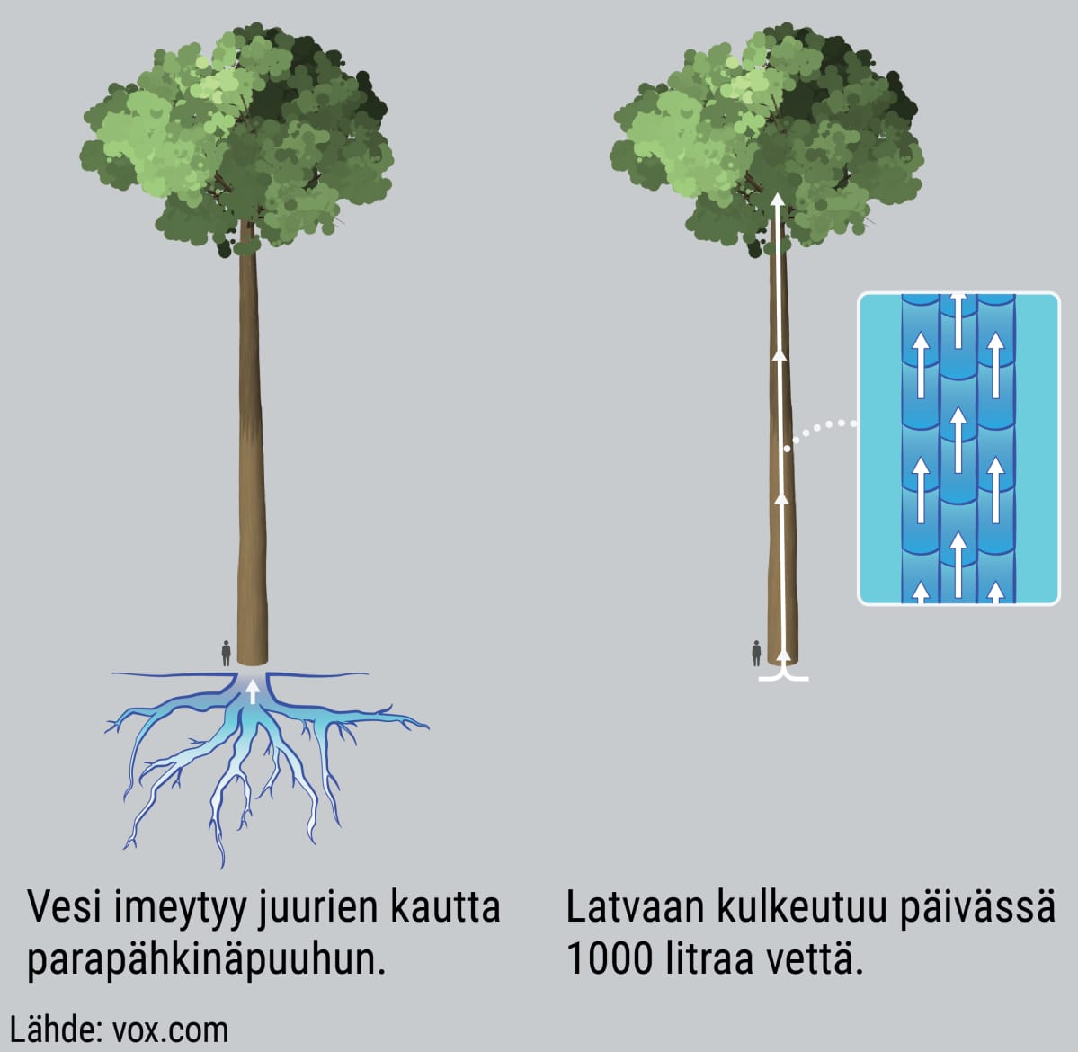 Grafiikka