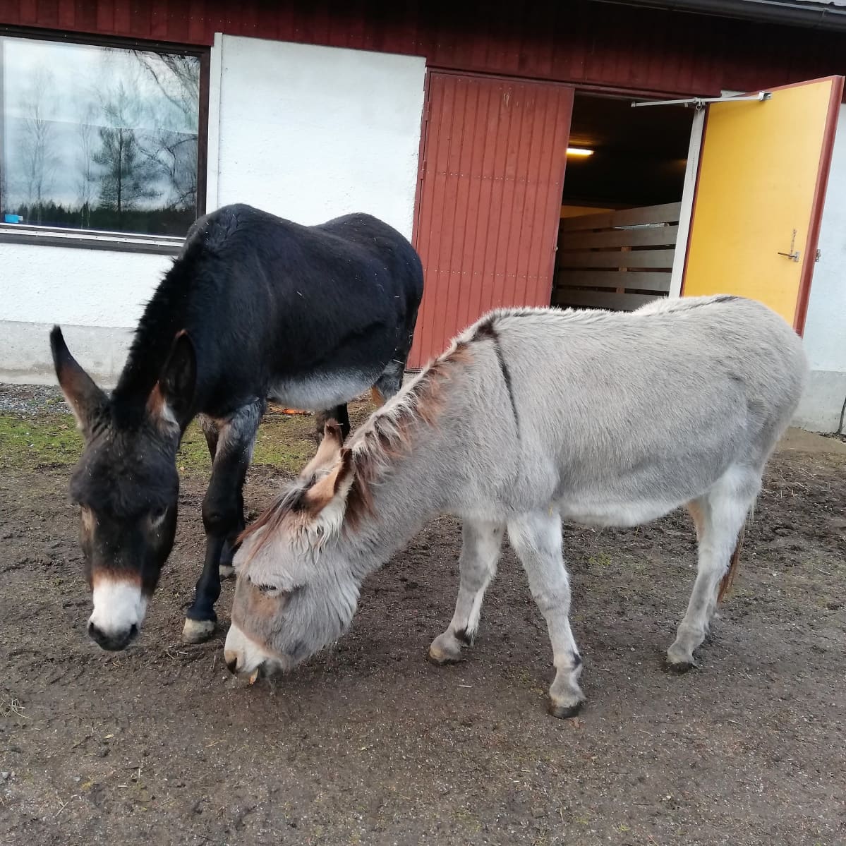 Aasit Asni ja Peppiina Jaakkolan tallin pihalla