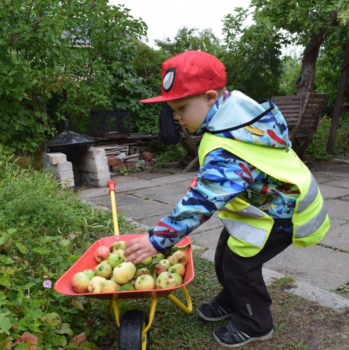 Lapsi laittaa omenoita pieneen kottikärryyn.