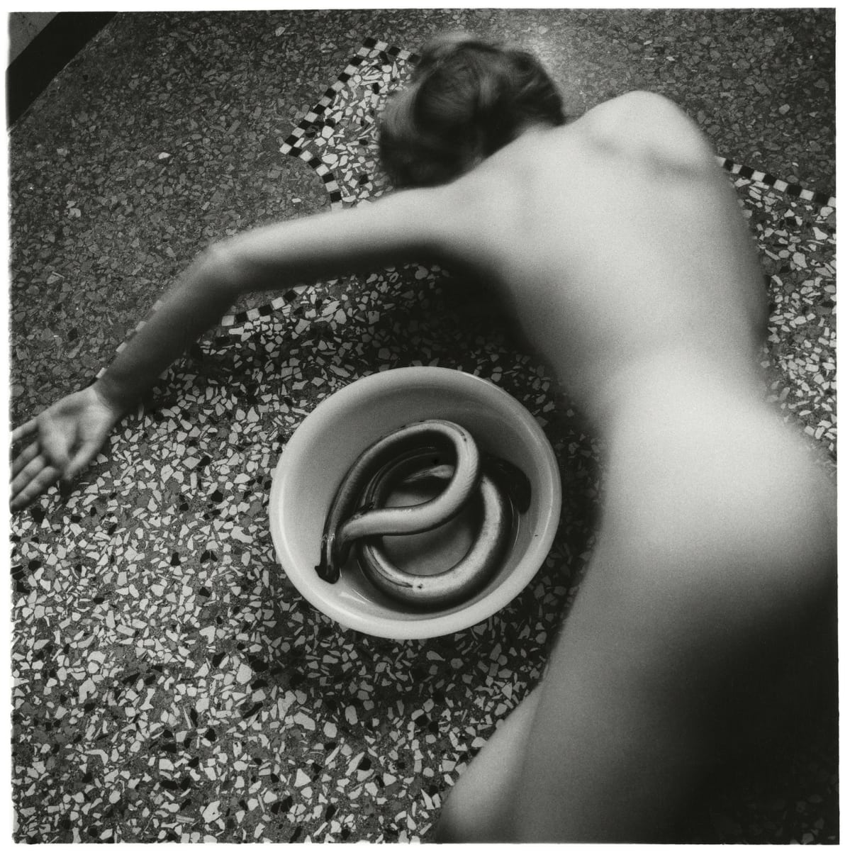From Eel series, Venice, Italy, 1978