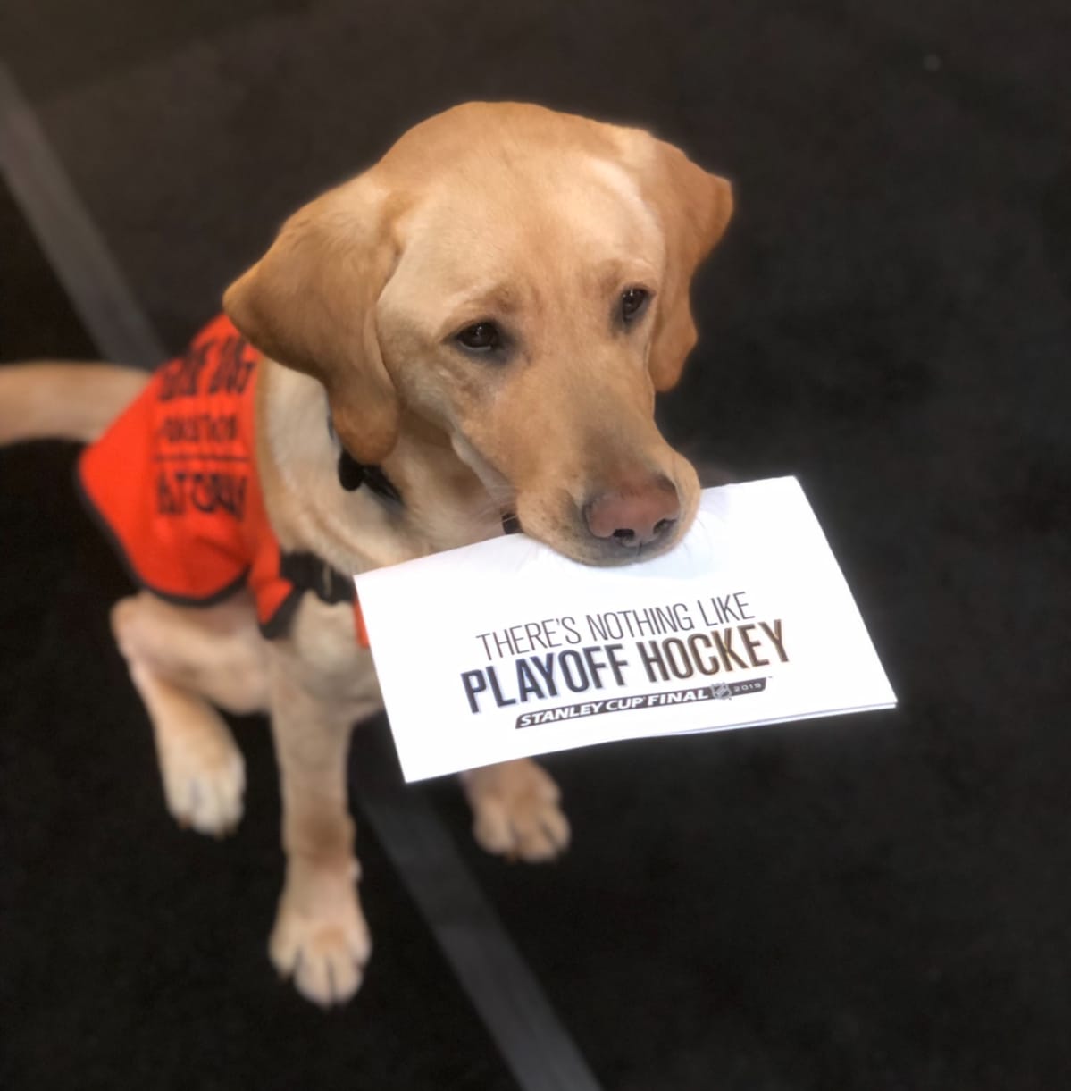 Koira, joka mainostaa NHL-finaaleita