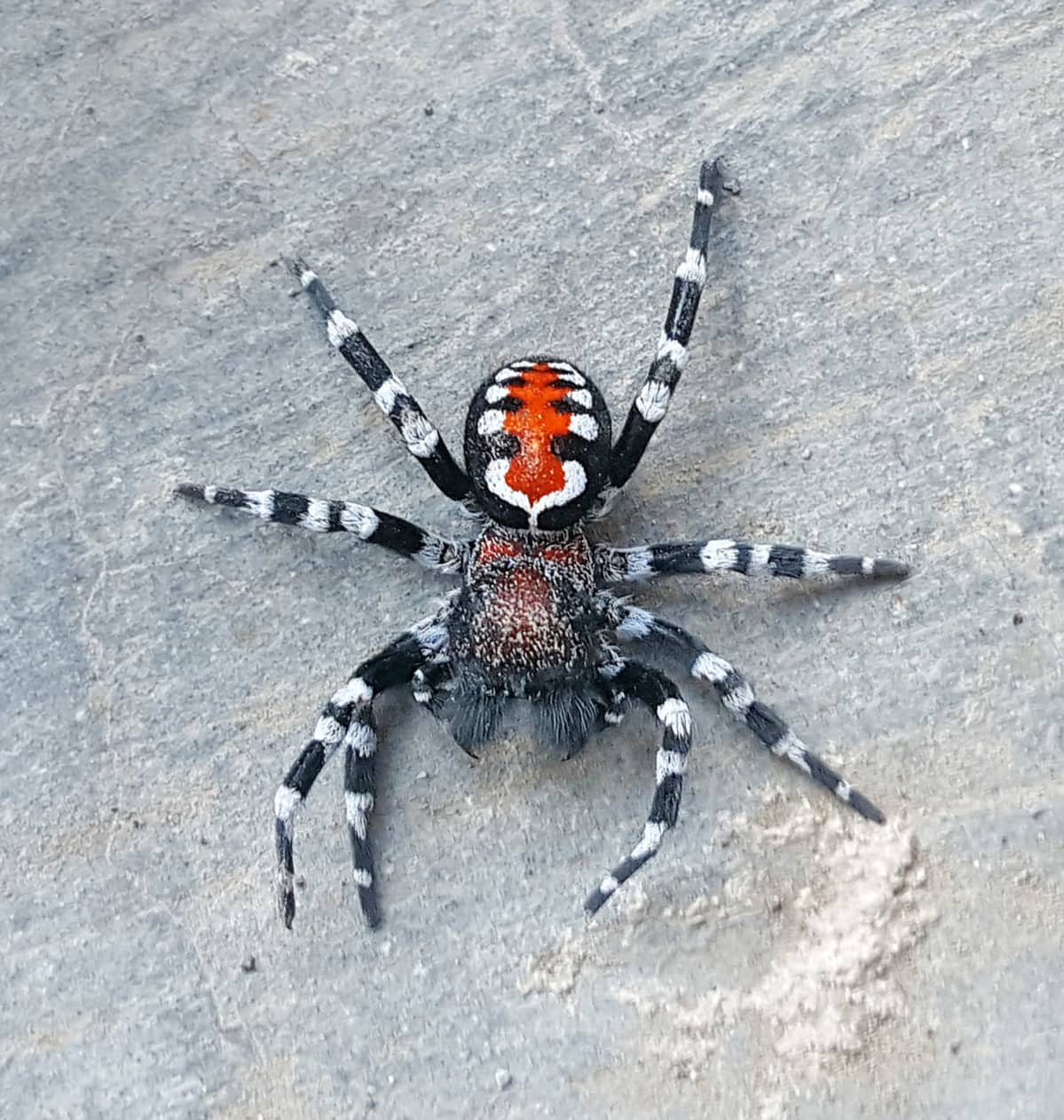 Loureedia Phoenixi -lajin oranssi-musta-valkoinen hämähäkki.