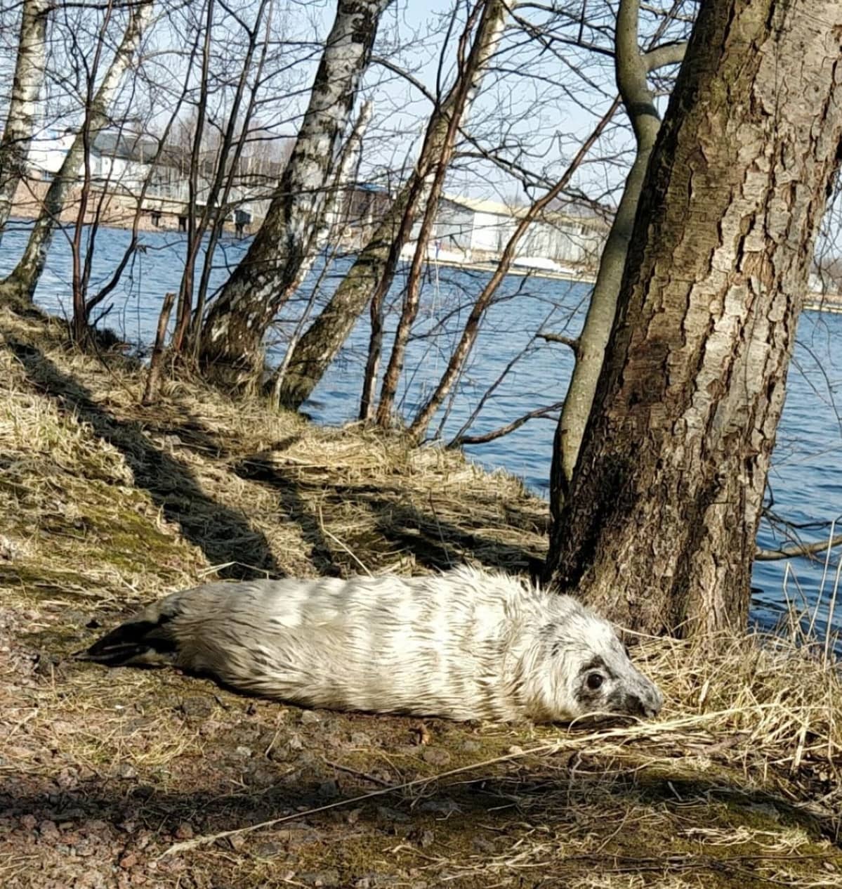 Harhaahylkeen poikanen rannalla