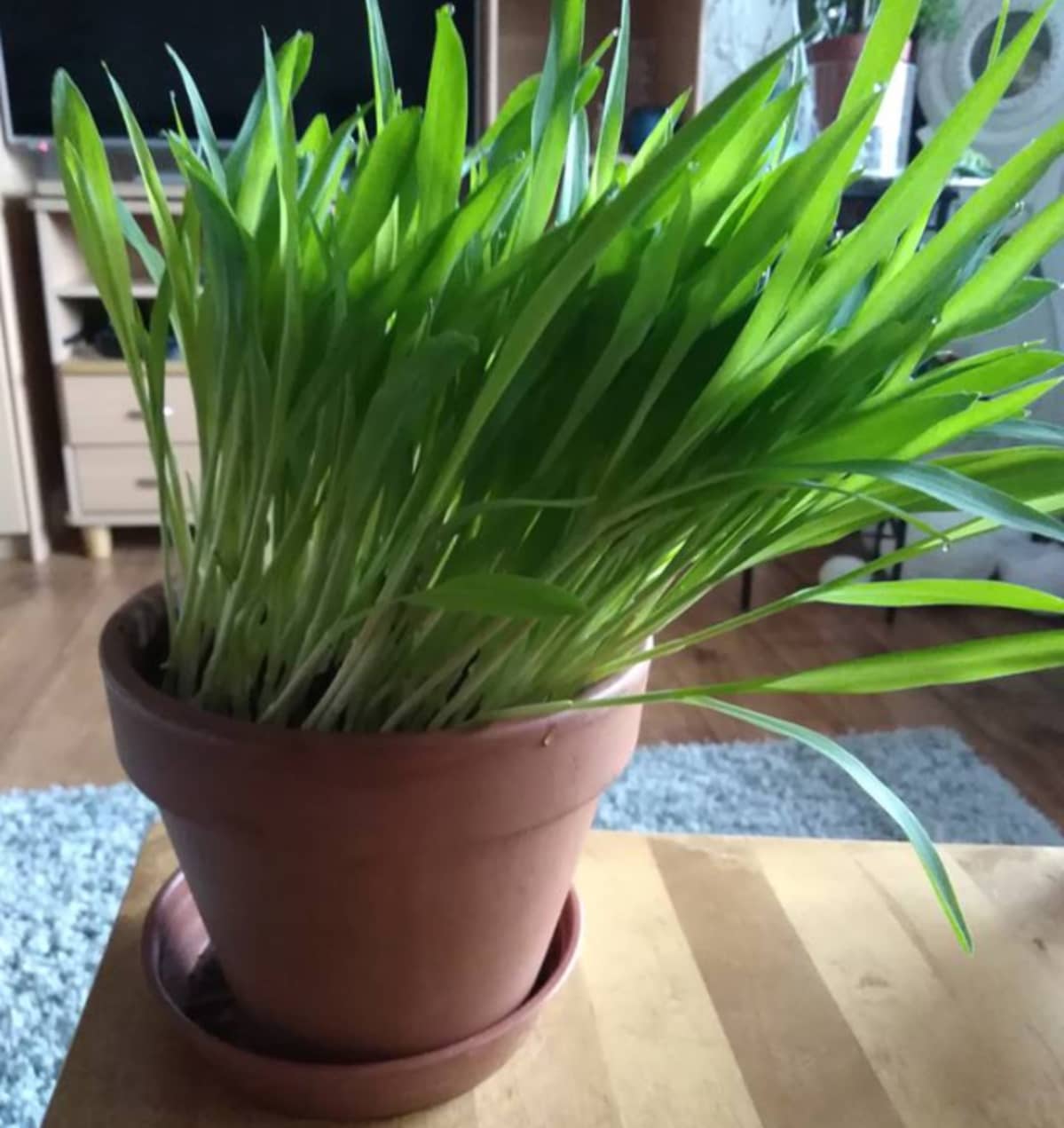 Maissista kasvatettu pääsiäisruoho