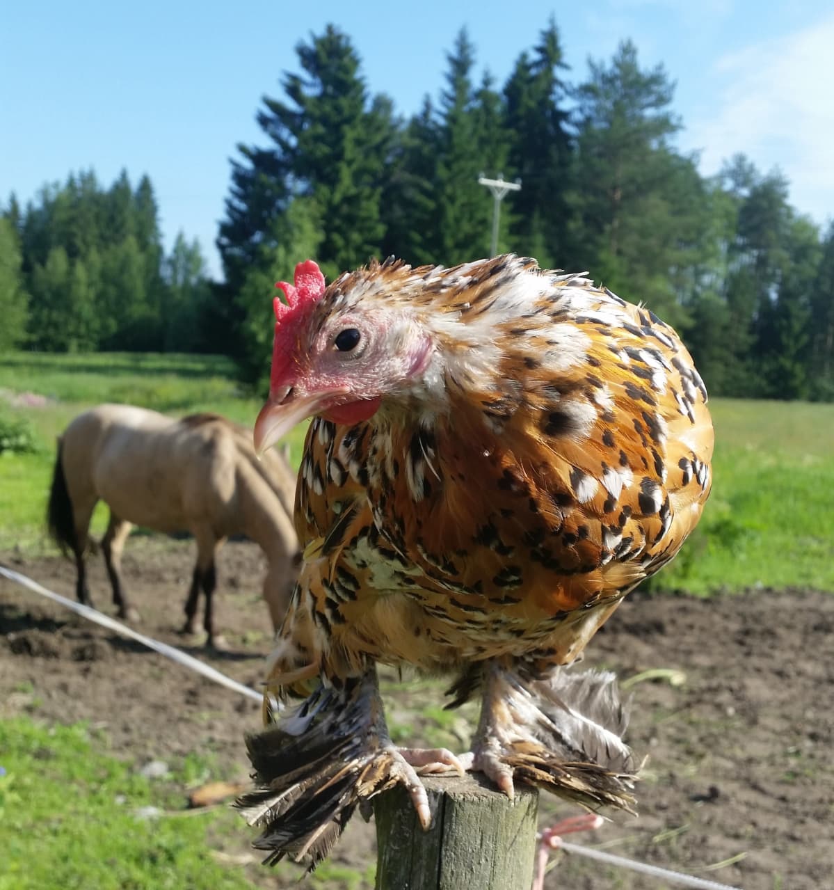 kääpiökana