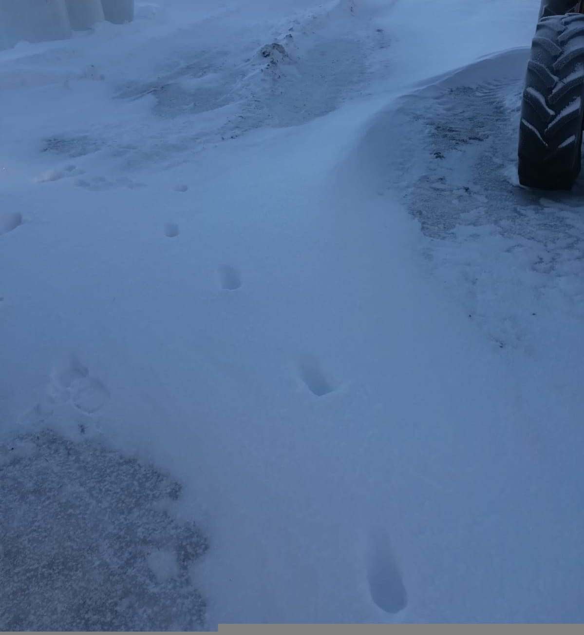 suden jäljet