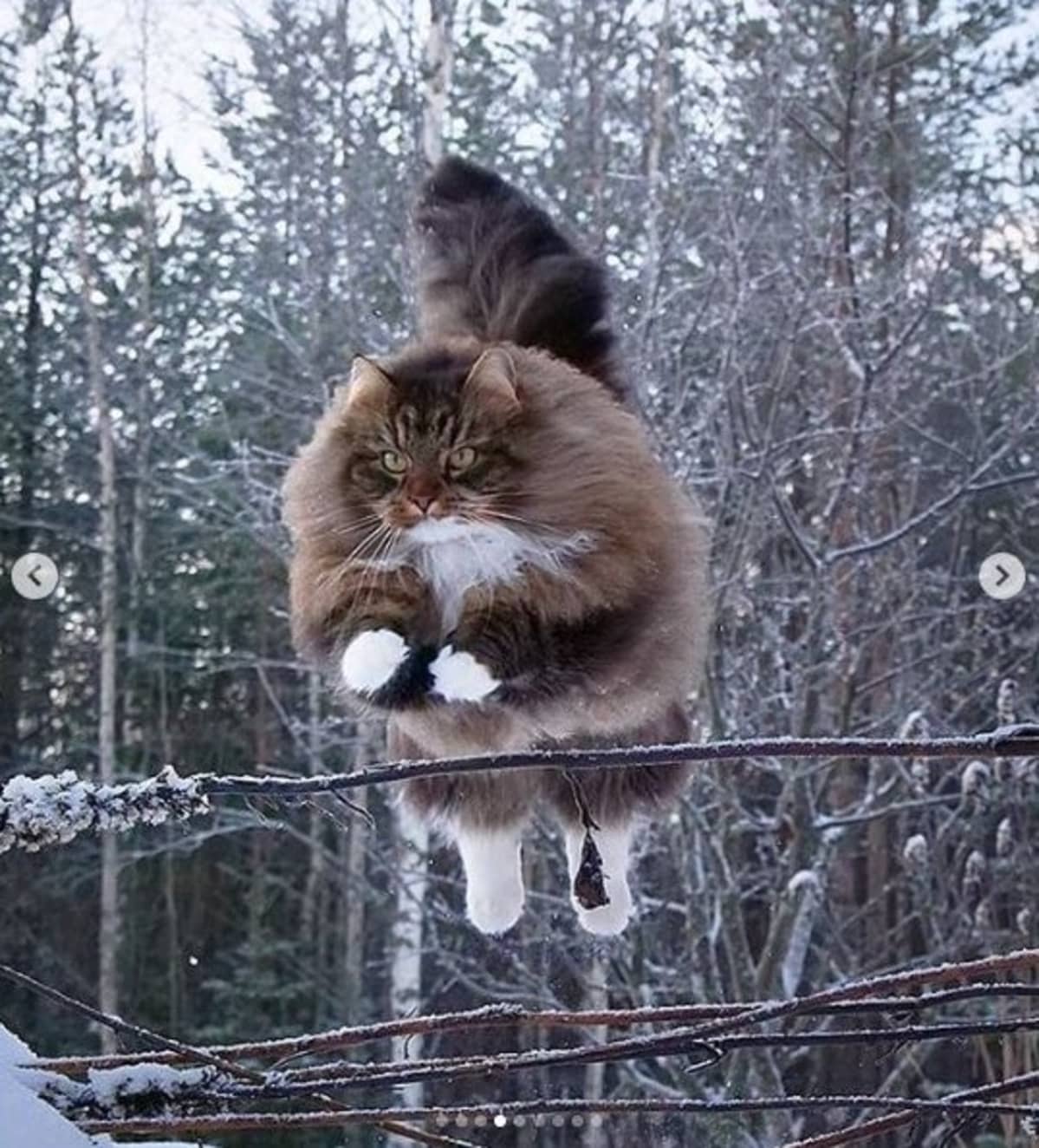 Pörheä kissa hyppää.