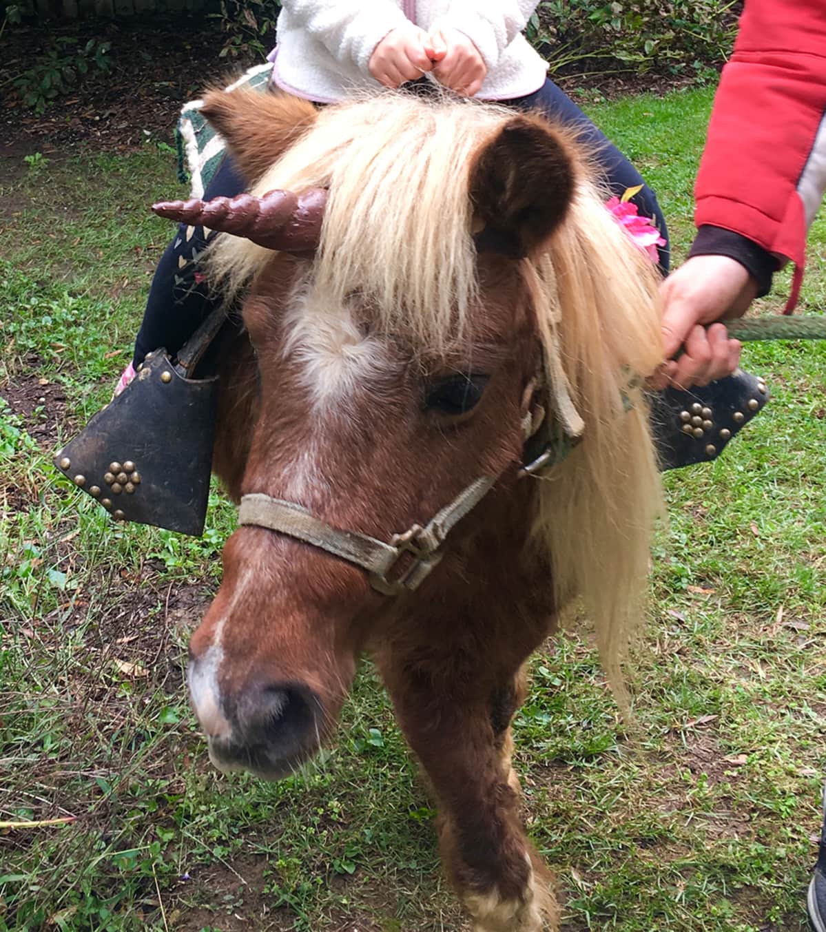 Poni