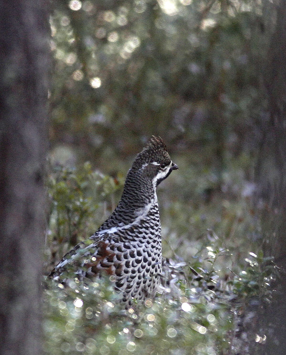 Pyy kesämetsässä.