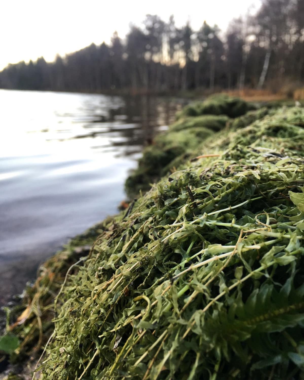 Vesiruttoa kasoissa Littoistenjärven rannalla.
