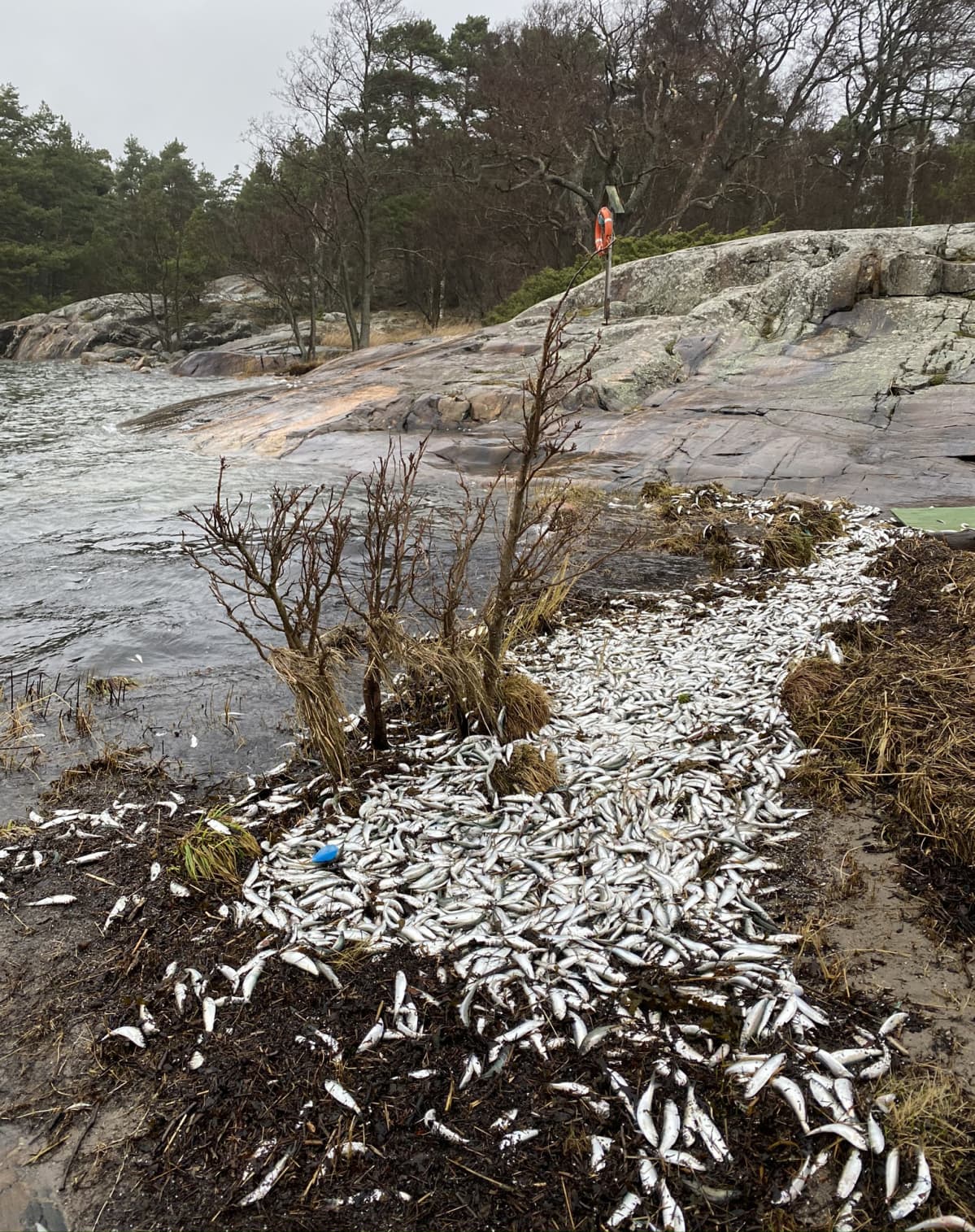 Kuolleita kaloja rannassa Porkkalanniemellä.