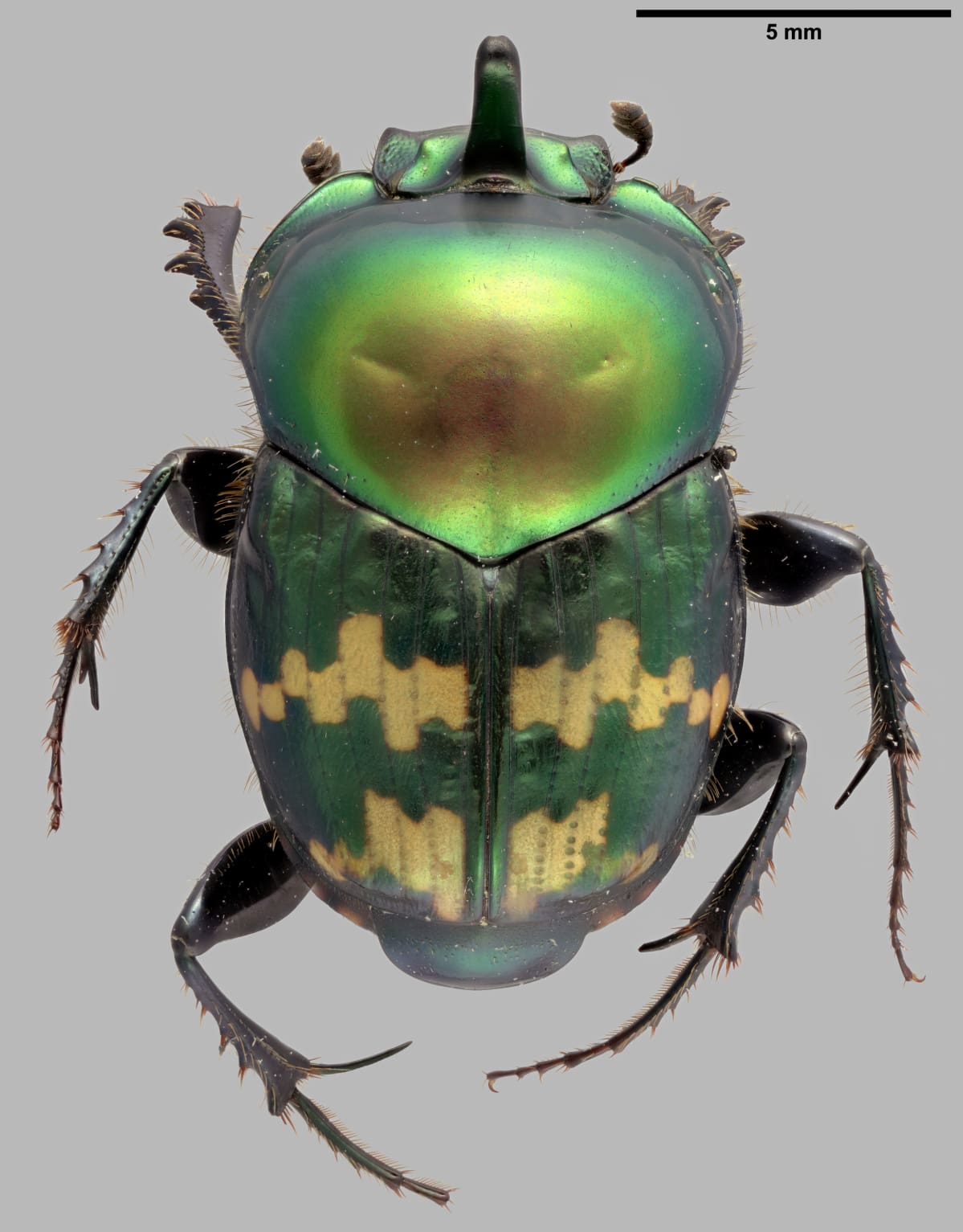 Helictopleurus politicollis -kovakuoriainen