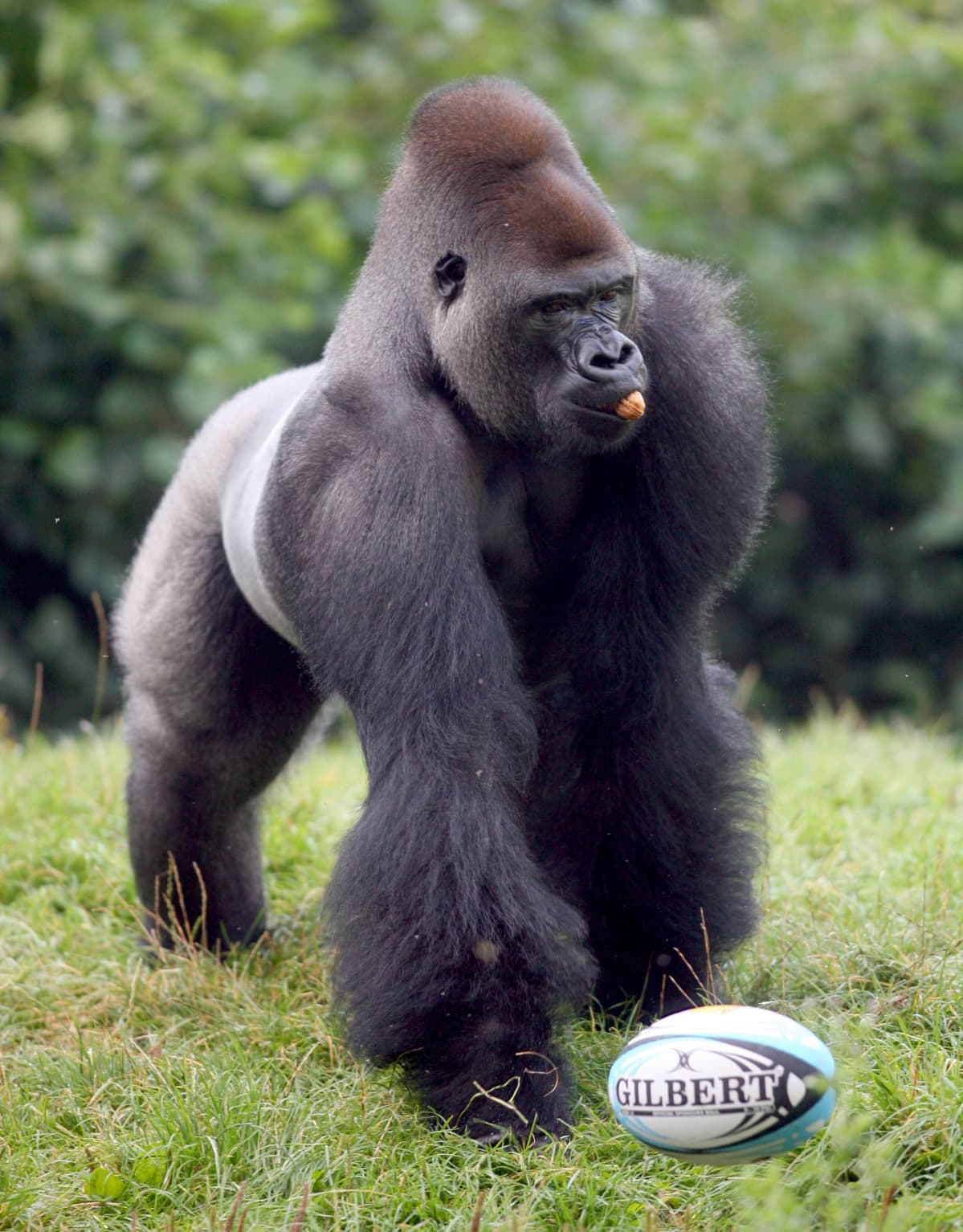 gorilla leikkii pallon kanssa eläintarhassa