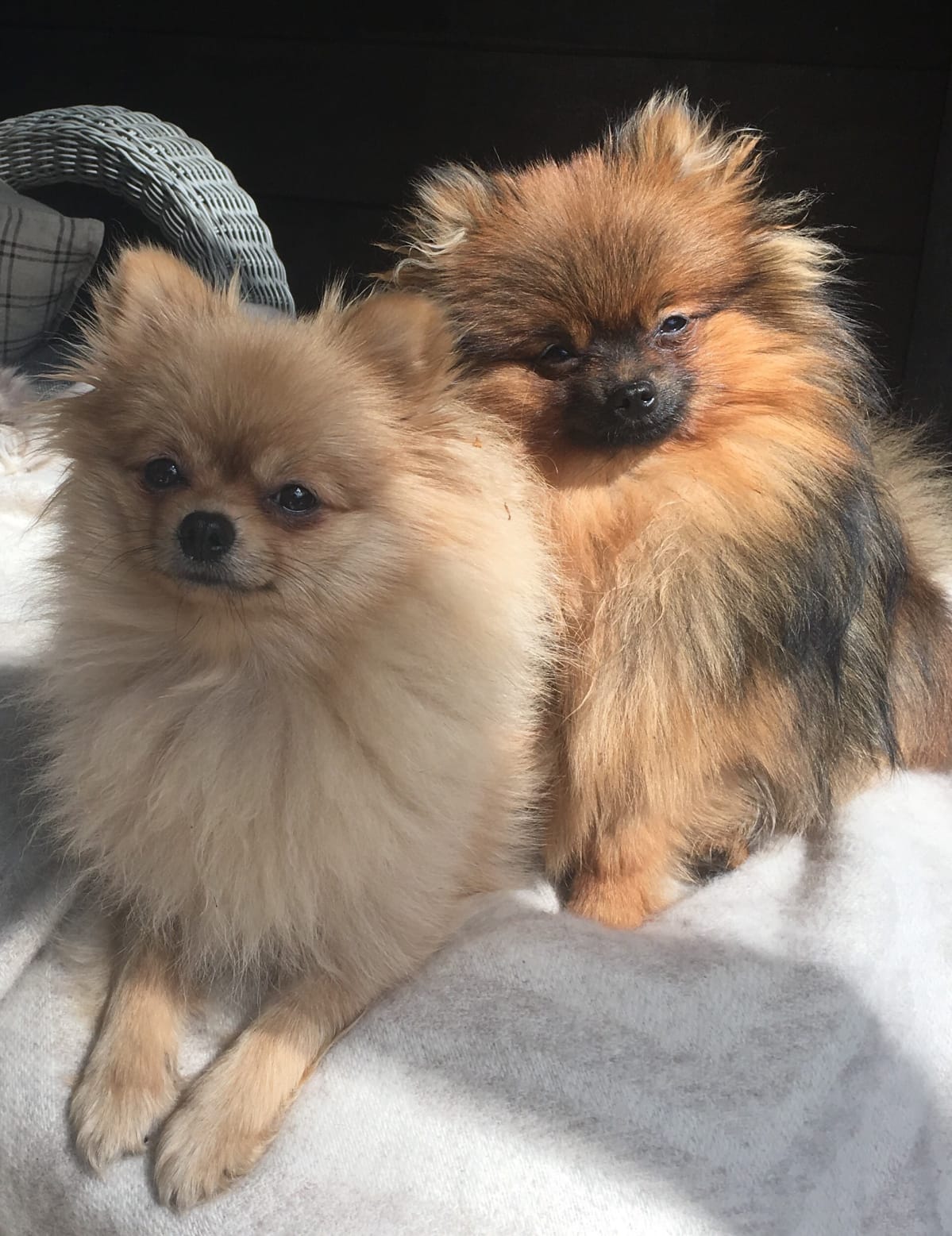 Pomeranian, koira
