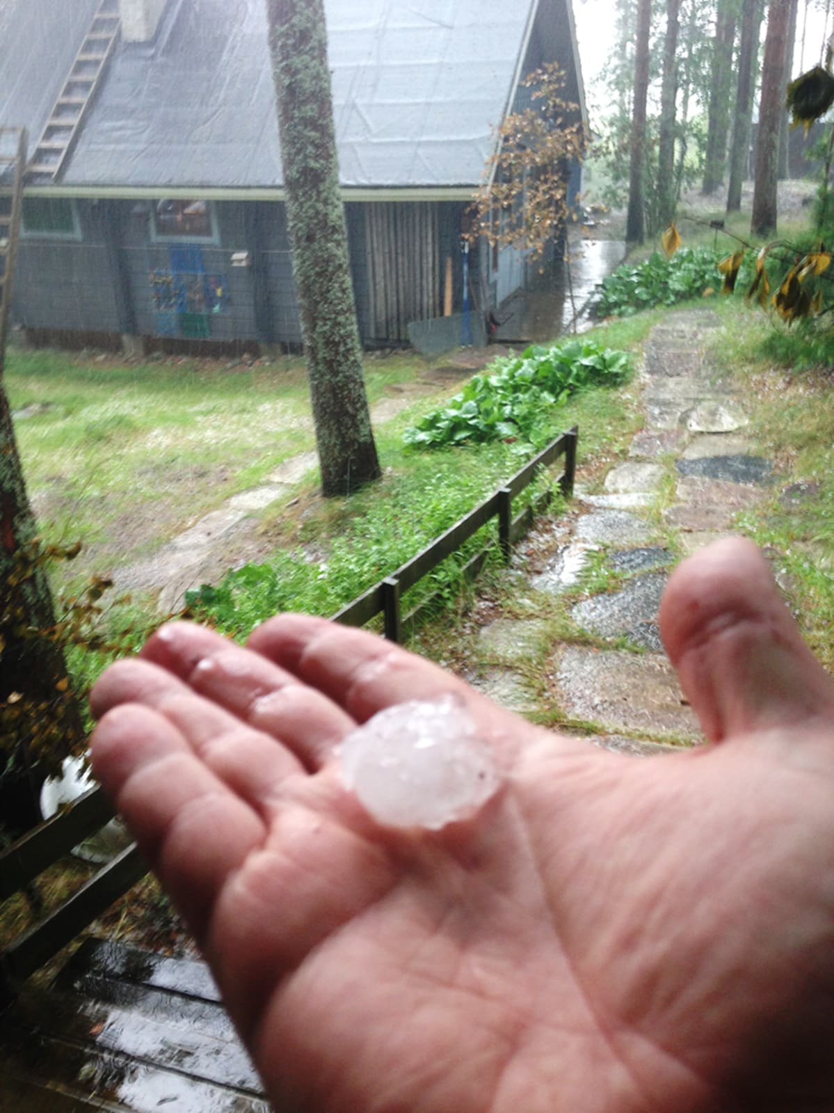 Suuri jäärae kämmenellä.