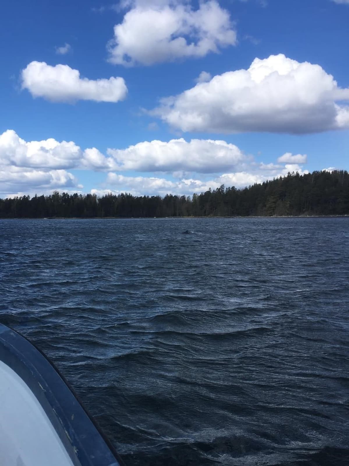 delfiinejä vedessä