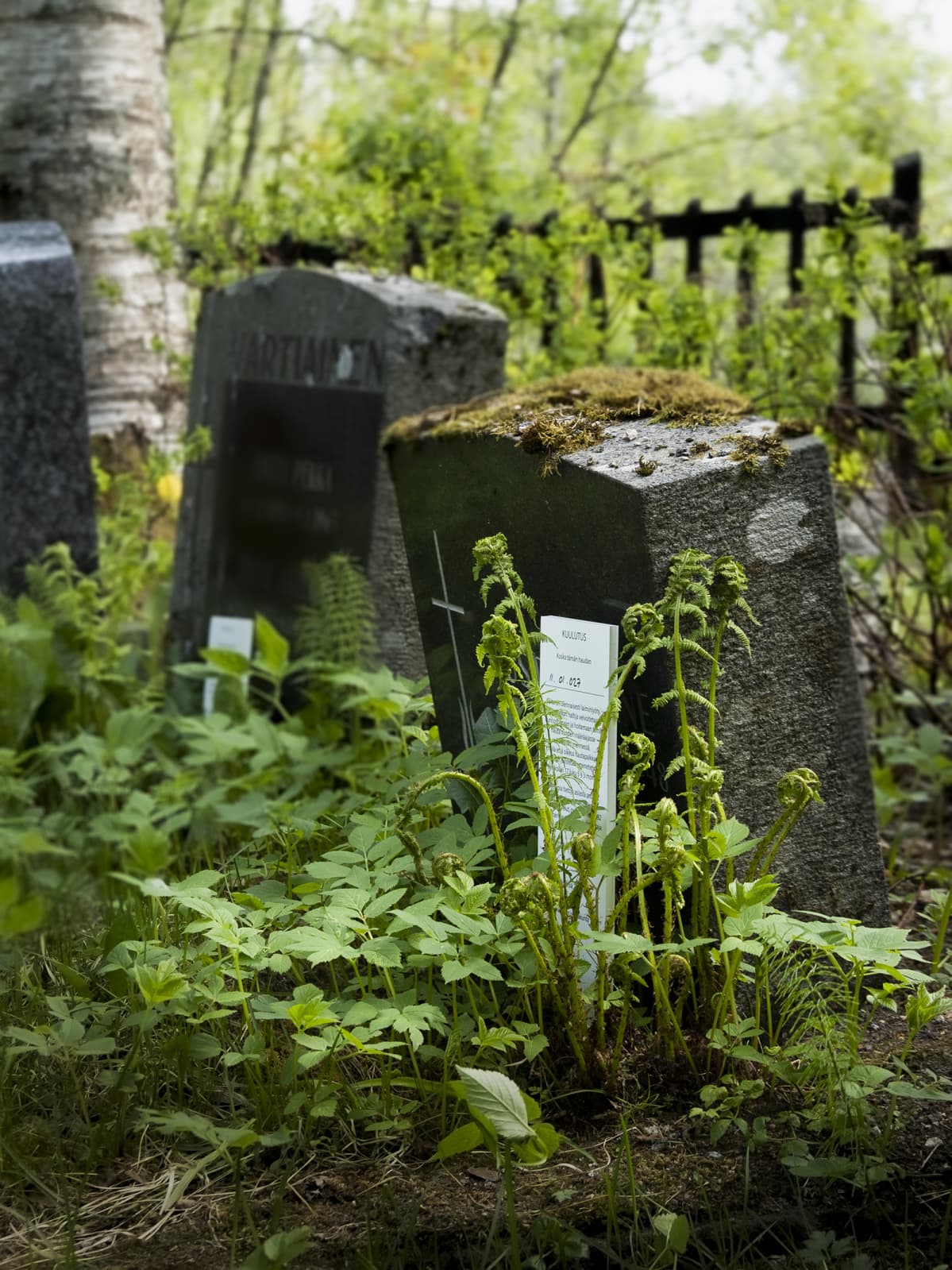 Hoitamattomia hautoja Jyväskylän vanhalla hautausmaalla.