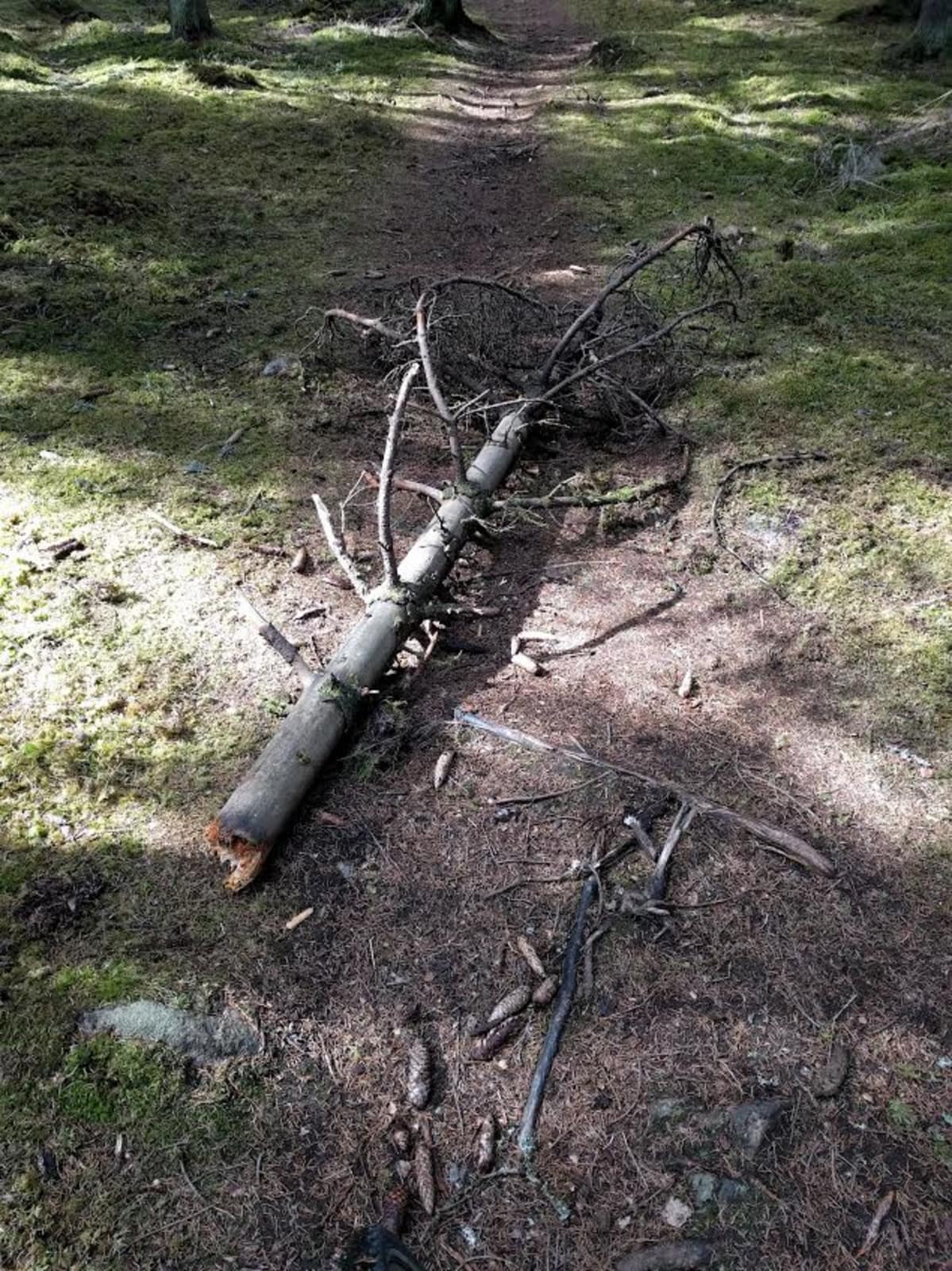 Puunrunko polulla Salpausselän metsässä.