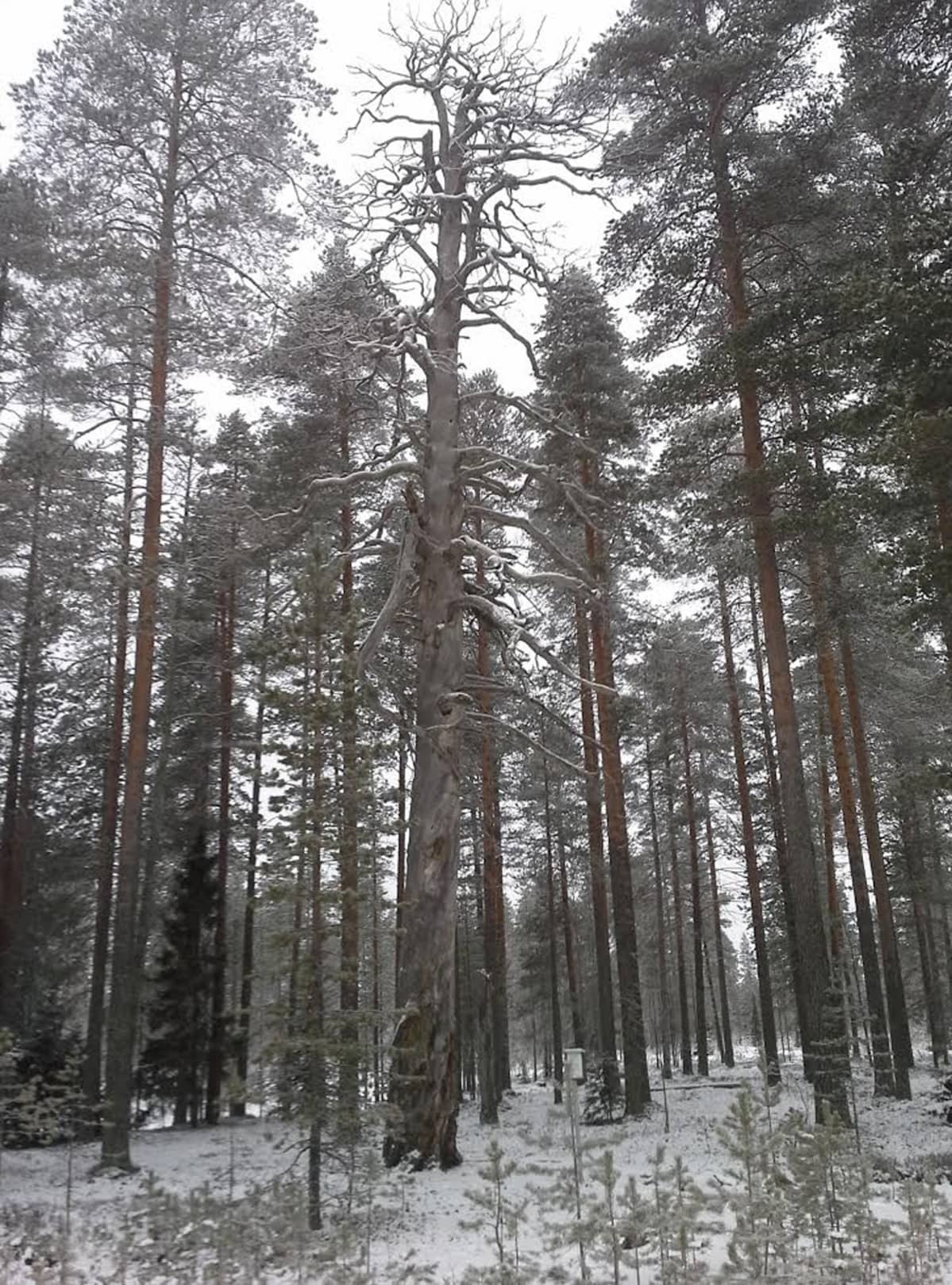 Vanha mänty Hyrynsalmen Tervatörmässä.