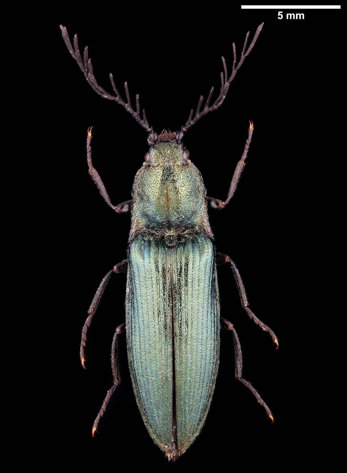 Kampaseppä mustalla taustalla.