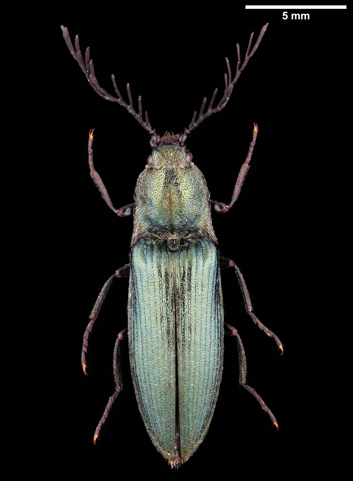Kampaseppä mustalla taustalla.