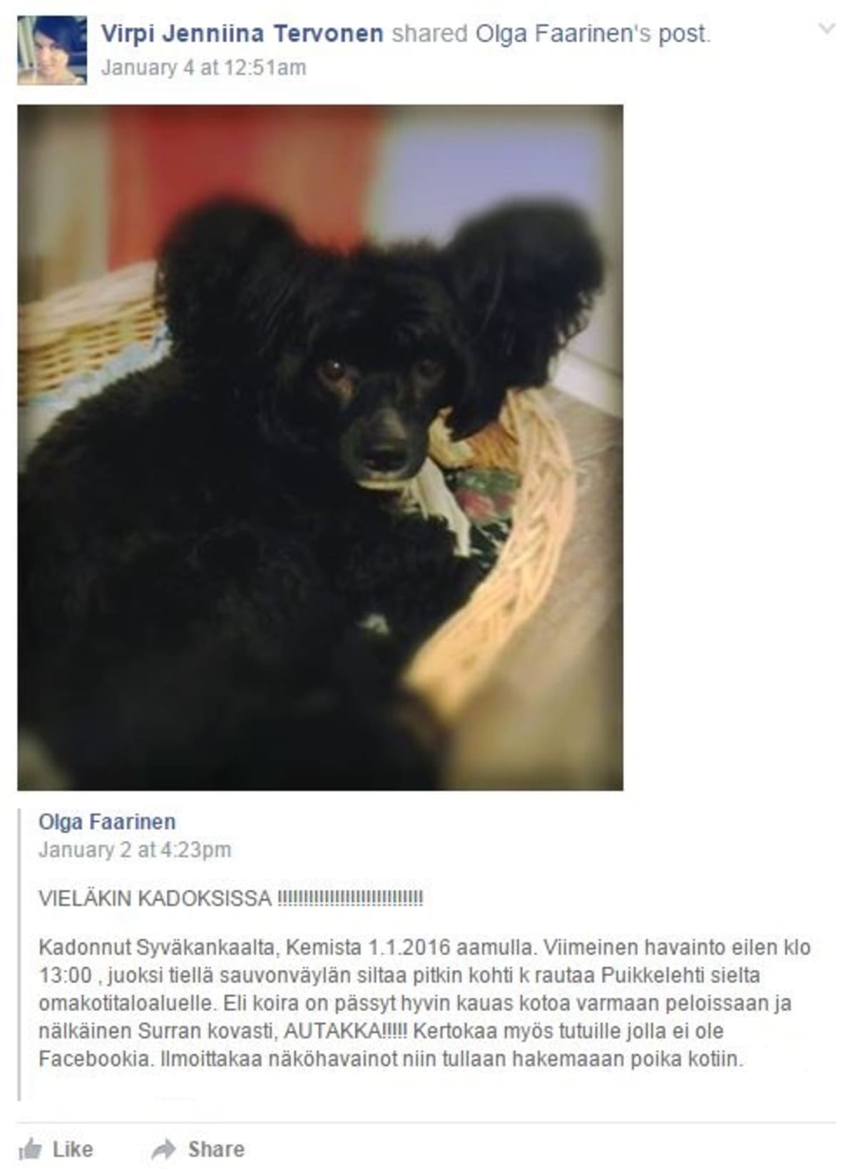 Kiinanharjakoira Osku karkasi uudenvuoden päivänä Kemissä.