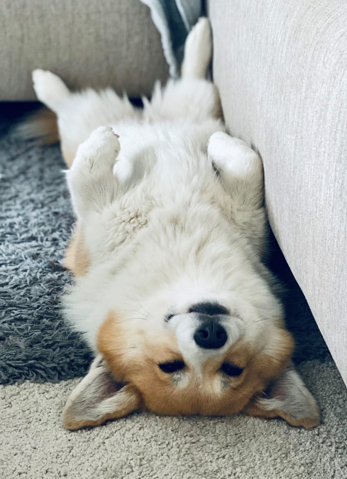 Welsh corgi -koira makoilee selällään.