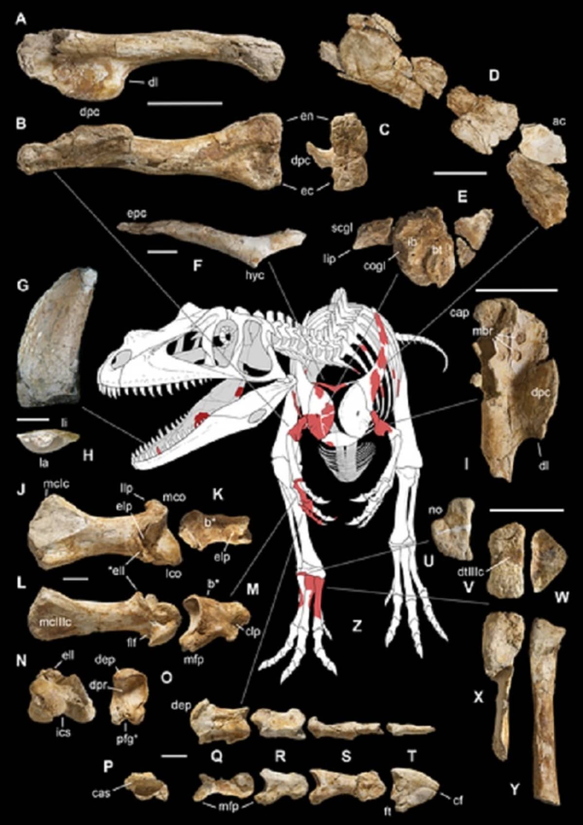 Kaaviokuvassa valokuvat luunkappaleista ja piirros dinosauruksen luurangosta