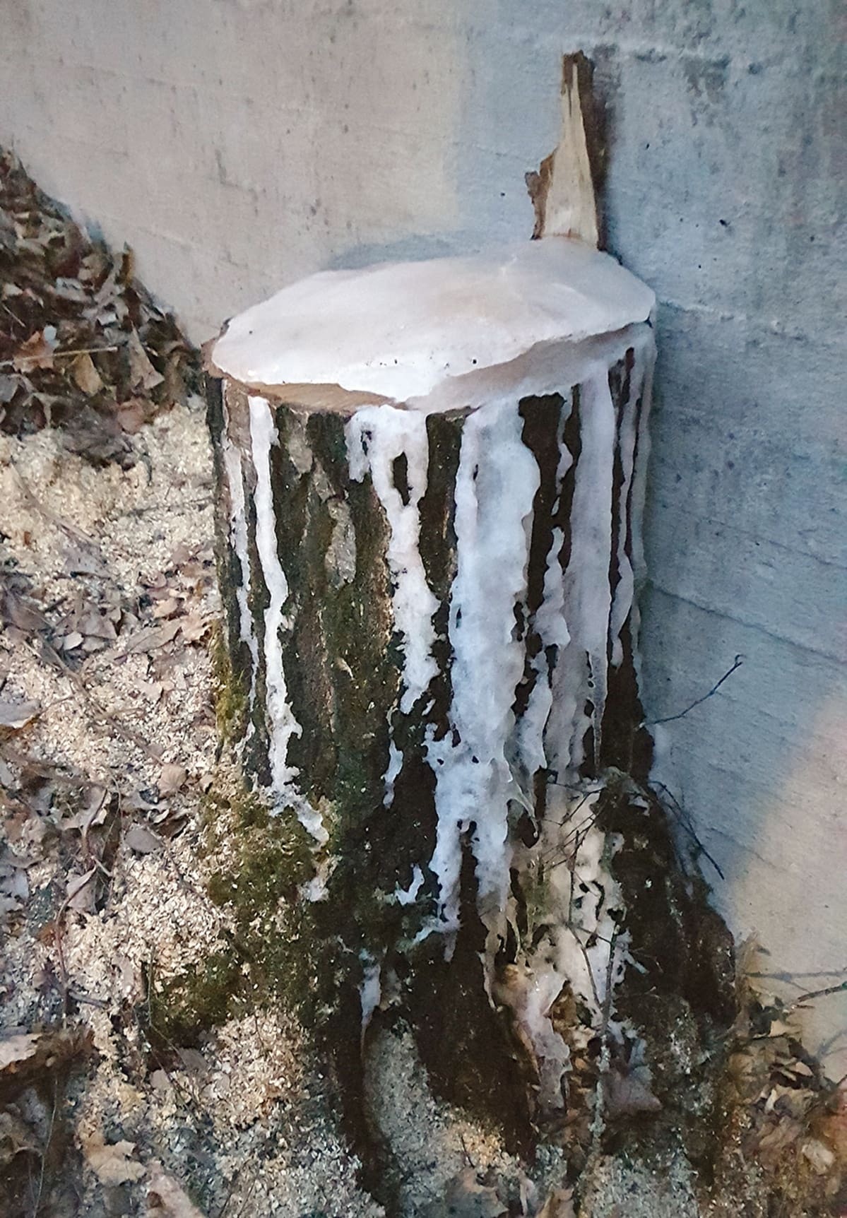 Vasta sahattu koivu, jonka mahla on jäätynyt pakkasessa.