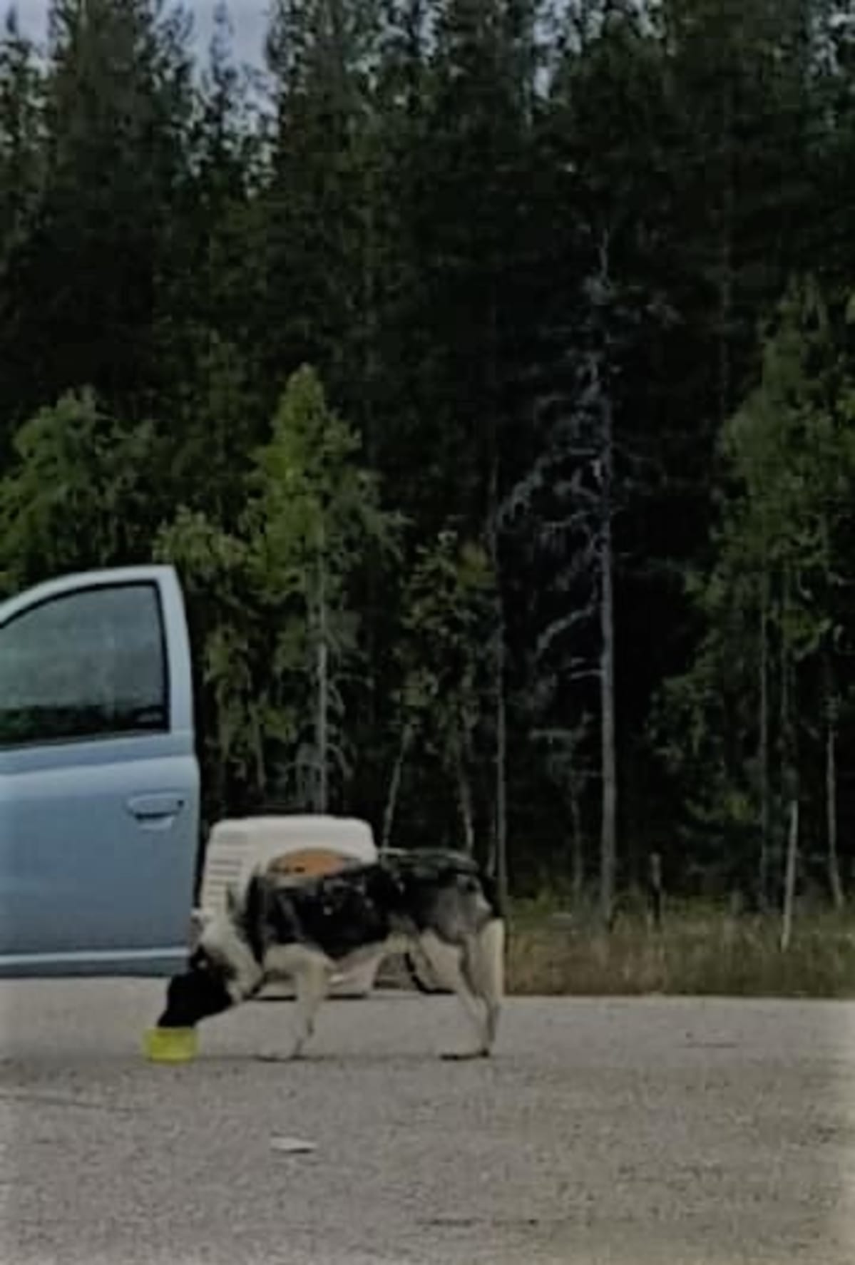 Koiraa yritettiin houkutella ruoalla Ylläsjärvellä.