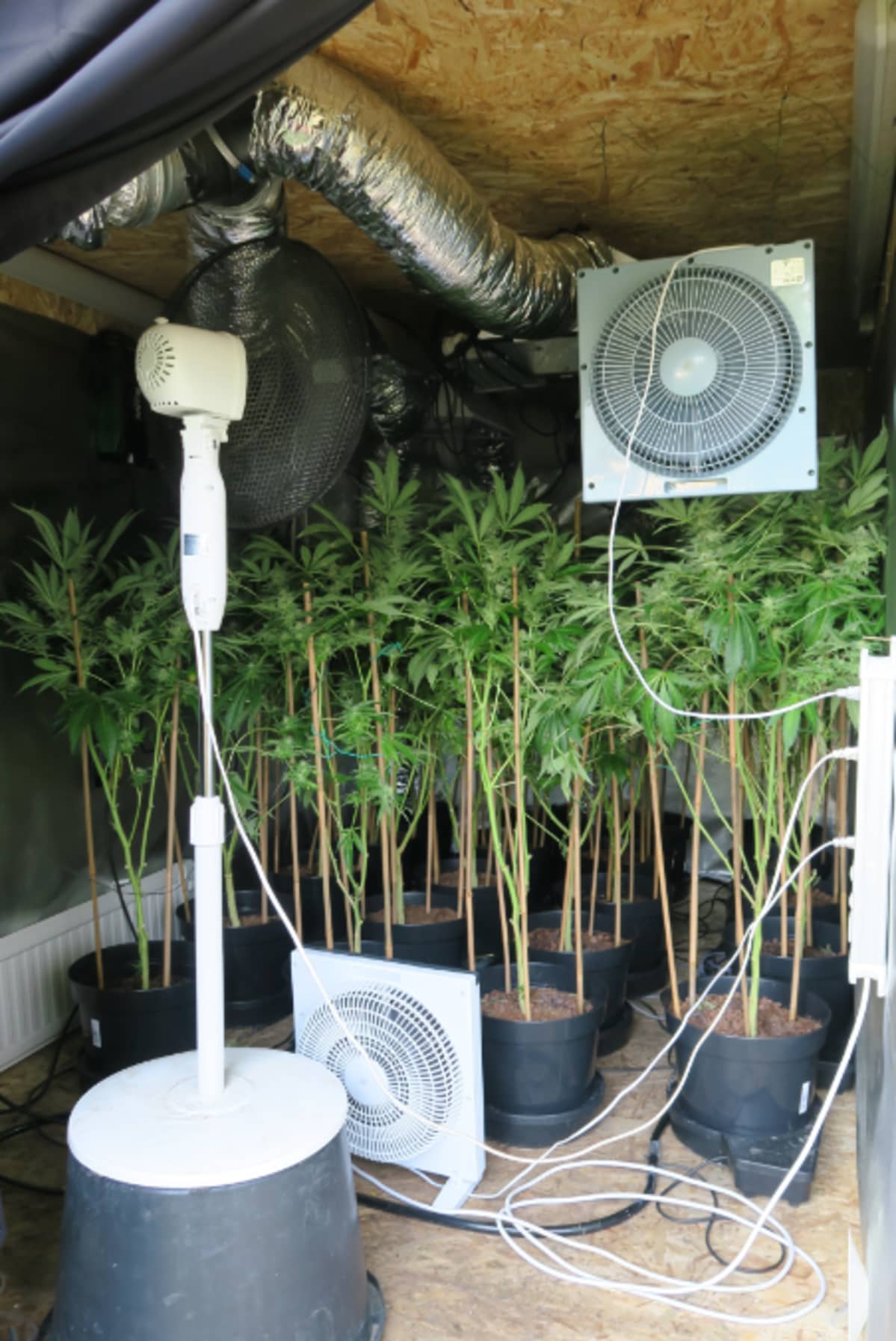Kannabiskasvattamo Hollolassa.