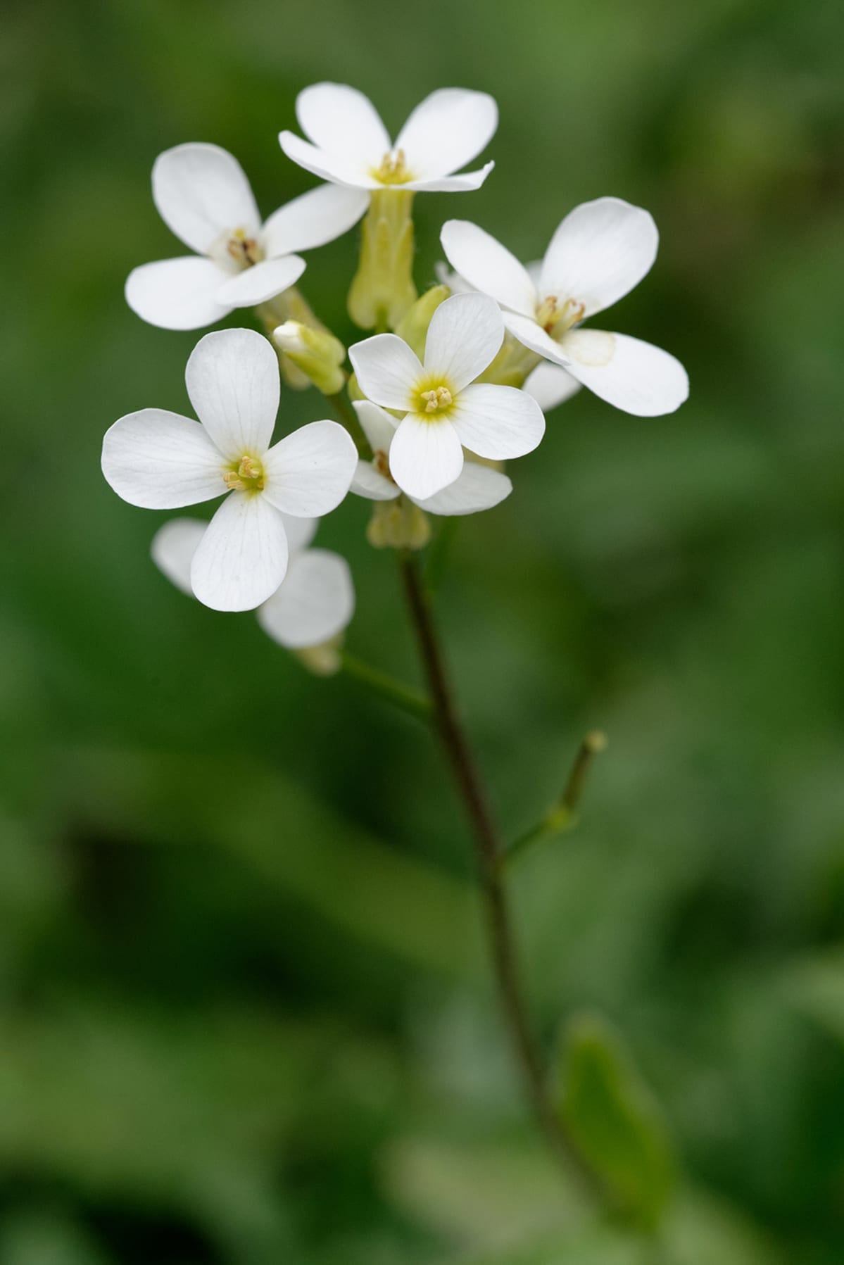 Arabidopsis thaliana - Lituruoho.