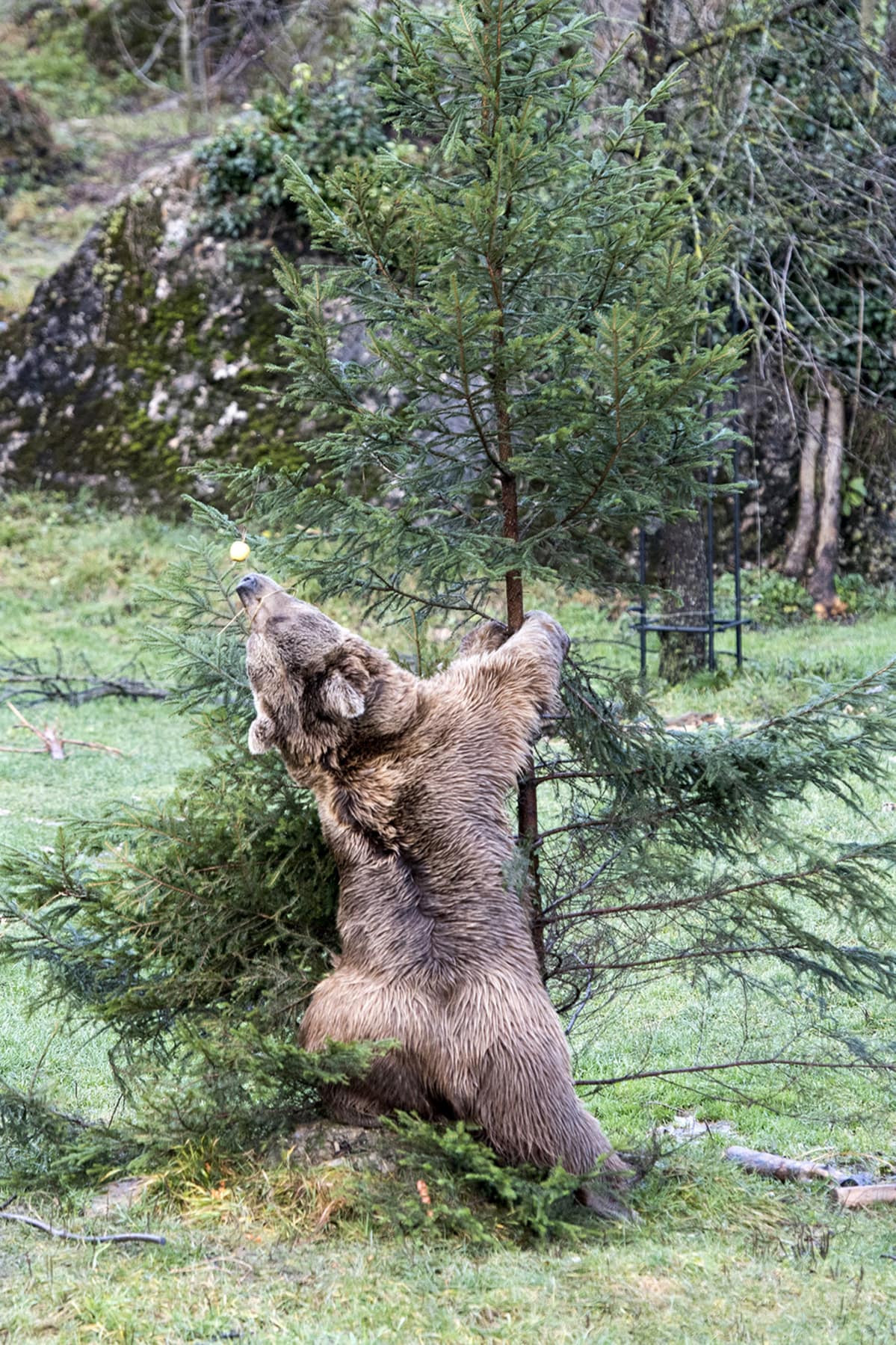 Syyriankarhu Takis yrittää päästä joulukuuseen ripustettuihin hedelmiin käsiksi Goldaun eläinpuistossa, Sveitsissä 24. joulukuuta.