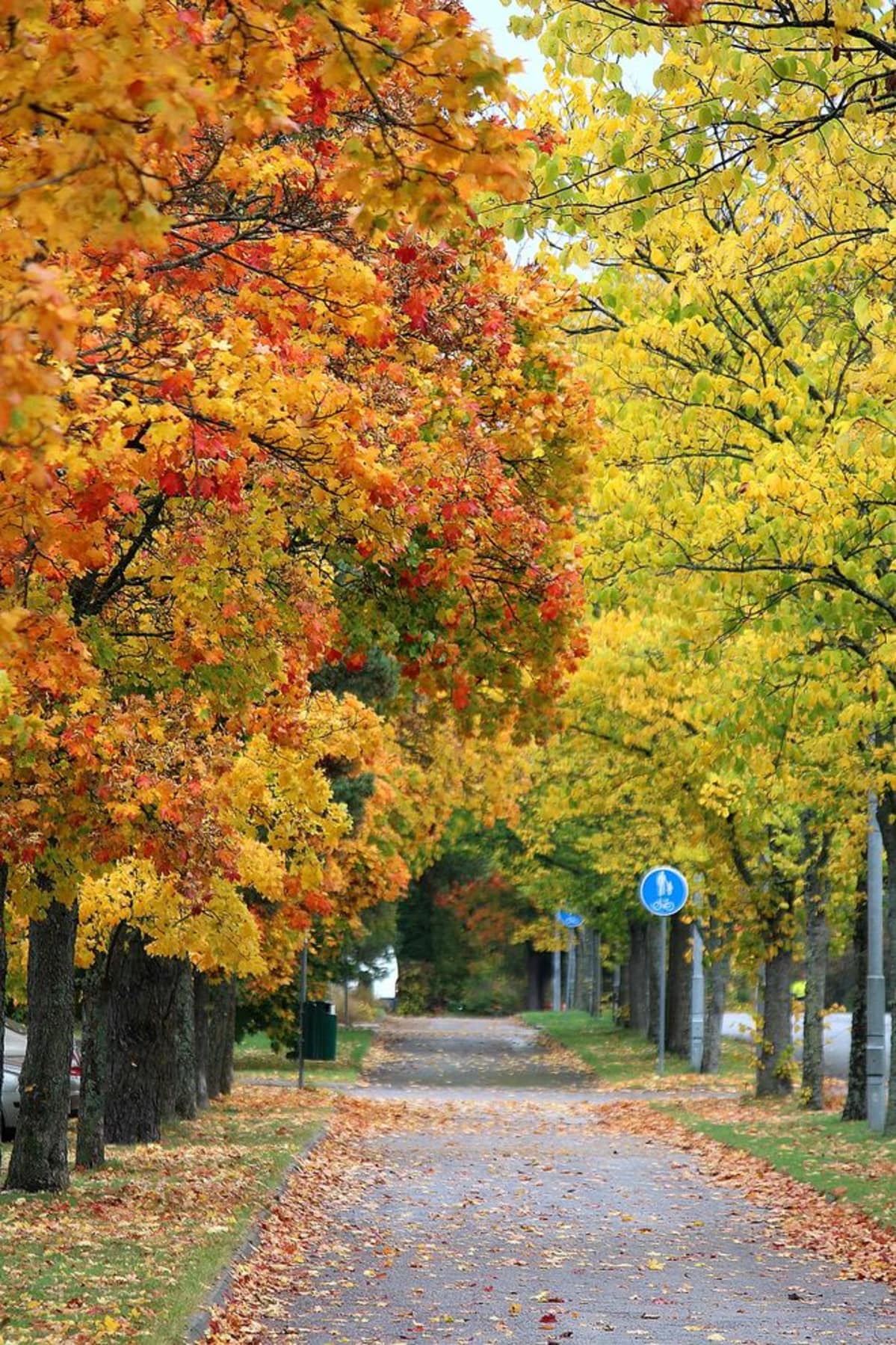 Turun kävelykadun ruskaa syksyllä 2016