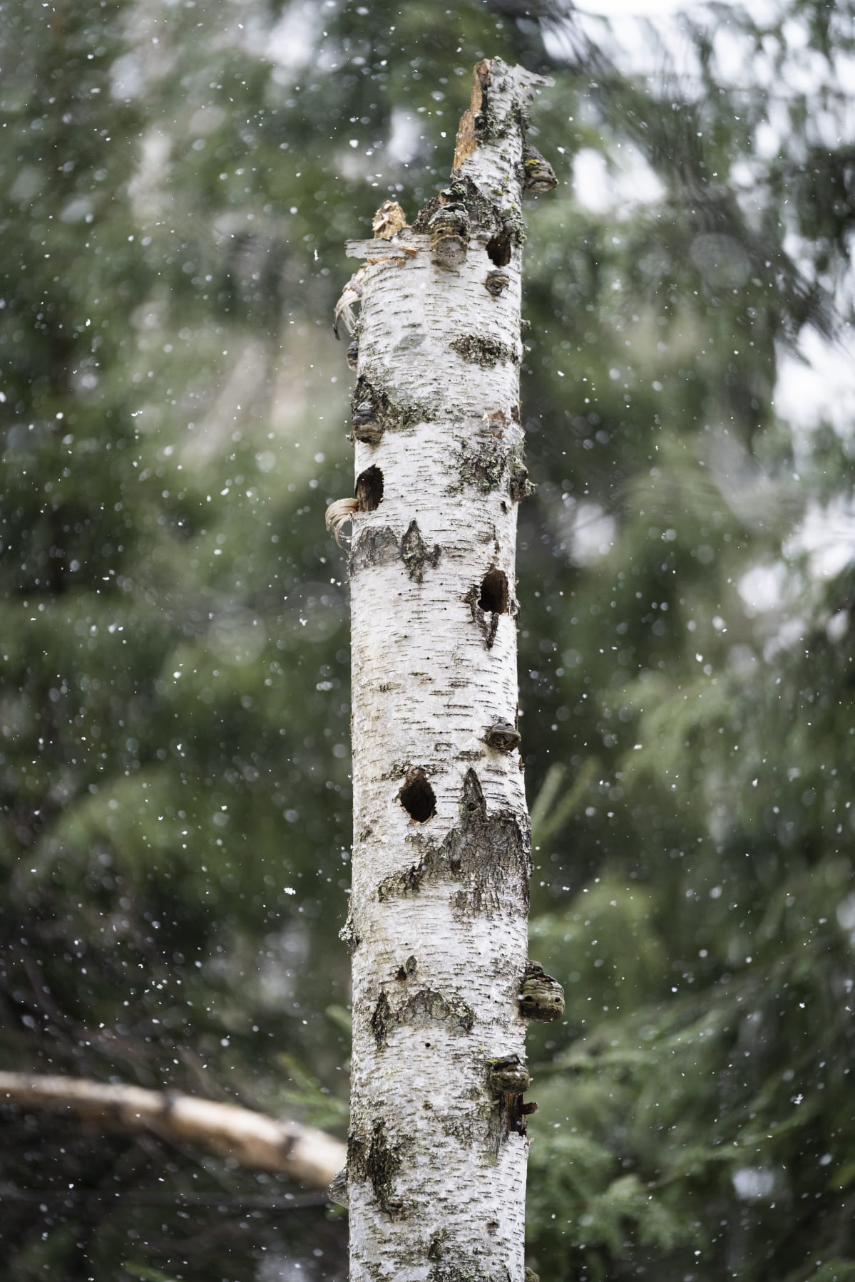 Metsässä pystyynkuollut koivunrunko, missä lintujen koloja.