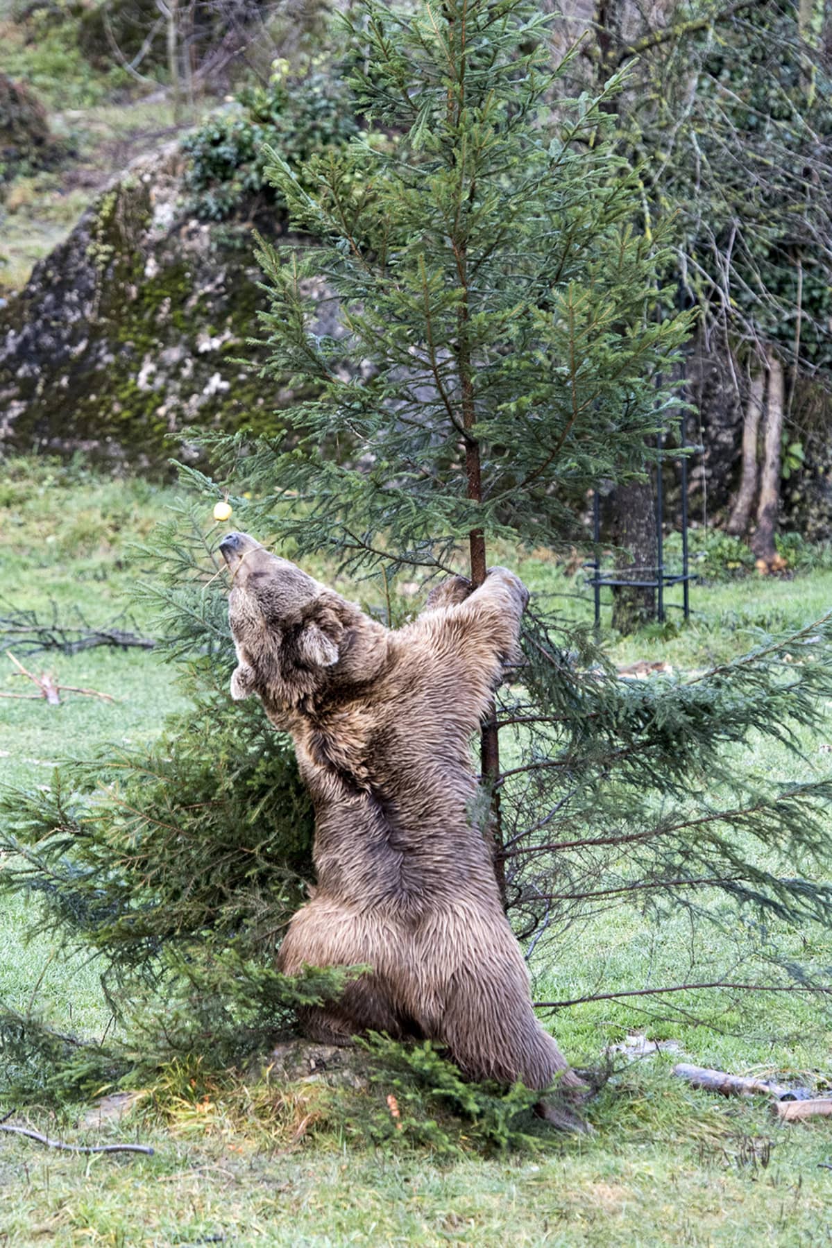 Syyriankarhu Takis yrittää päästä joulukuuseen ripustettuihin hedelmiin käsiksi Goldaun eläinpuistossa, Sveitsissä 24. joulukuuta.