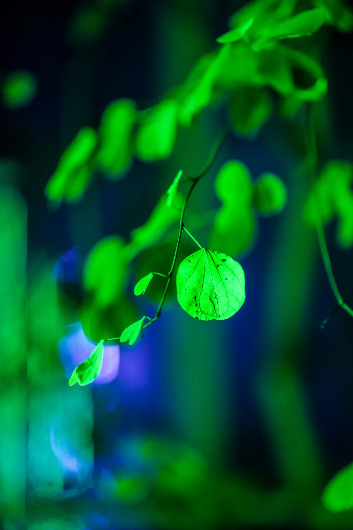 Music for Plants, Kasvitieteellinen puutarha