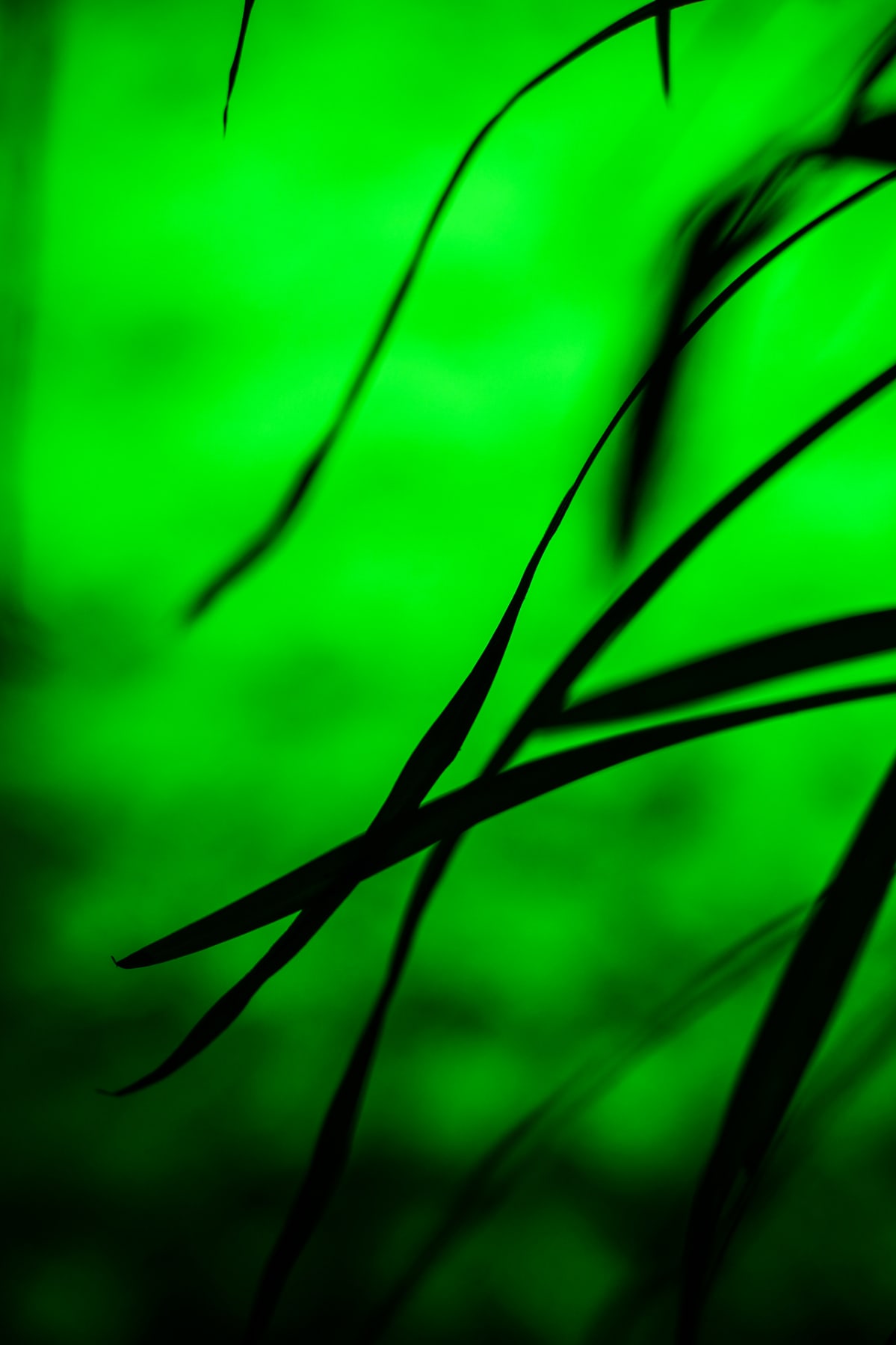 Music for Plants, Kaisaniemen kasvitieteellinen puutarha