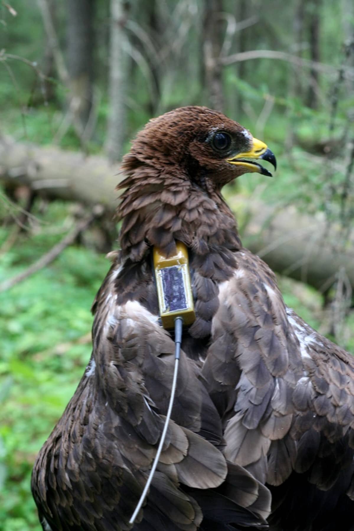 mehilaishaukka, satelliittipaikannin