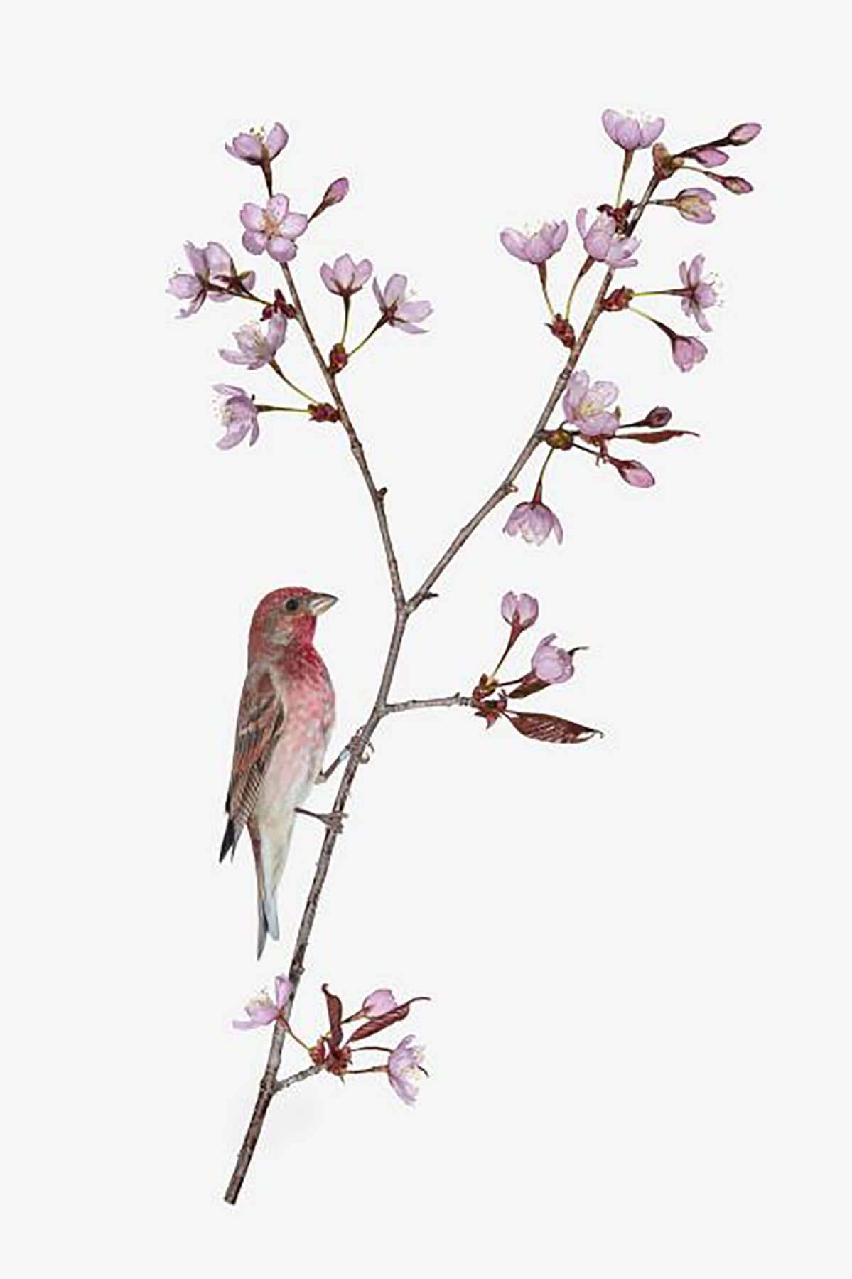 Sanna Kannisto: Carpodacus erythrinus, 2019.