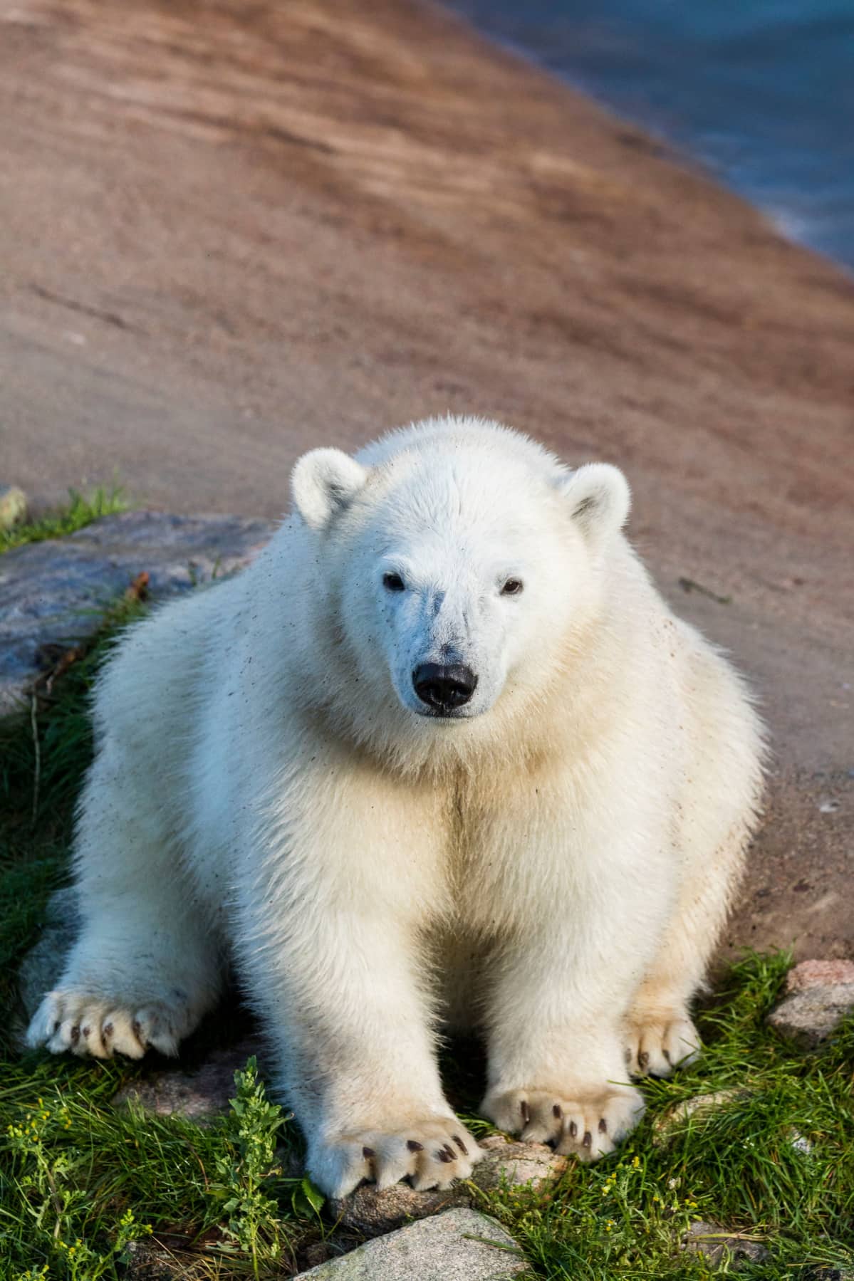 Ranuan jääkarhunpentu sai nimekseen Sisu