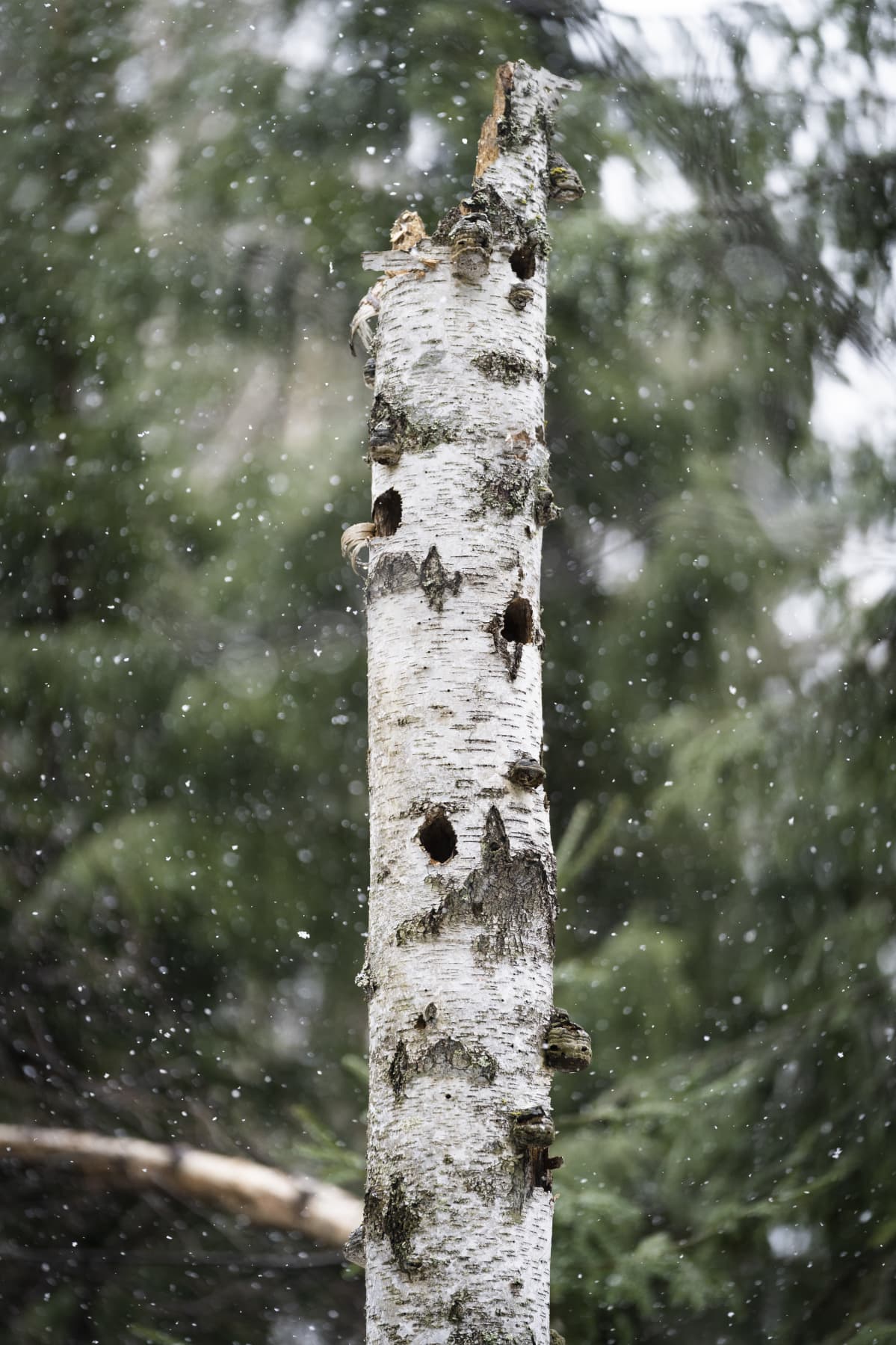 Metsässä pystyynkuollut koivunrunko, missä lintujen koloja.