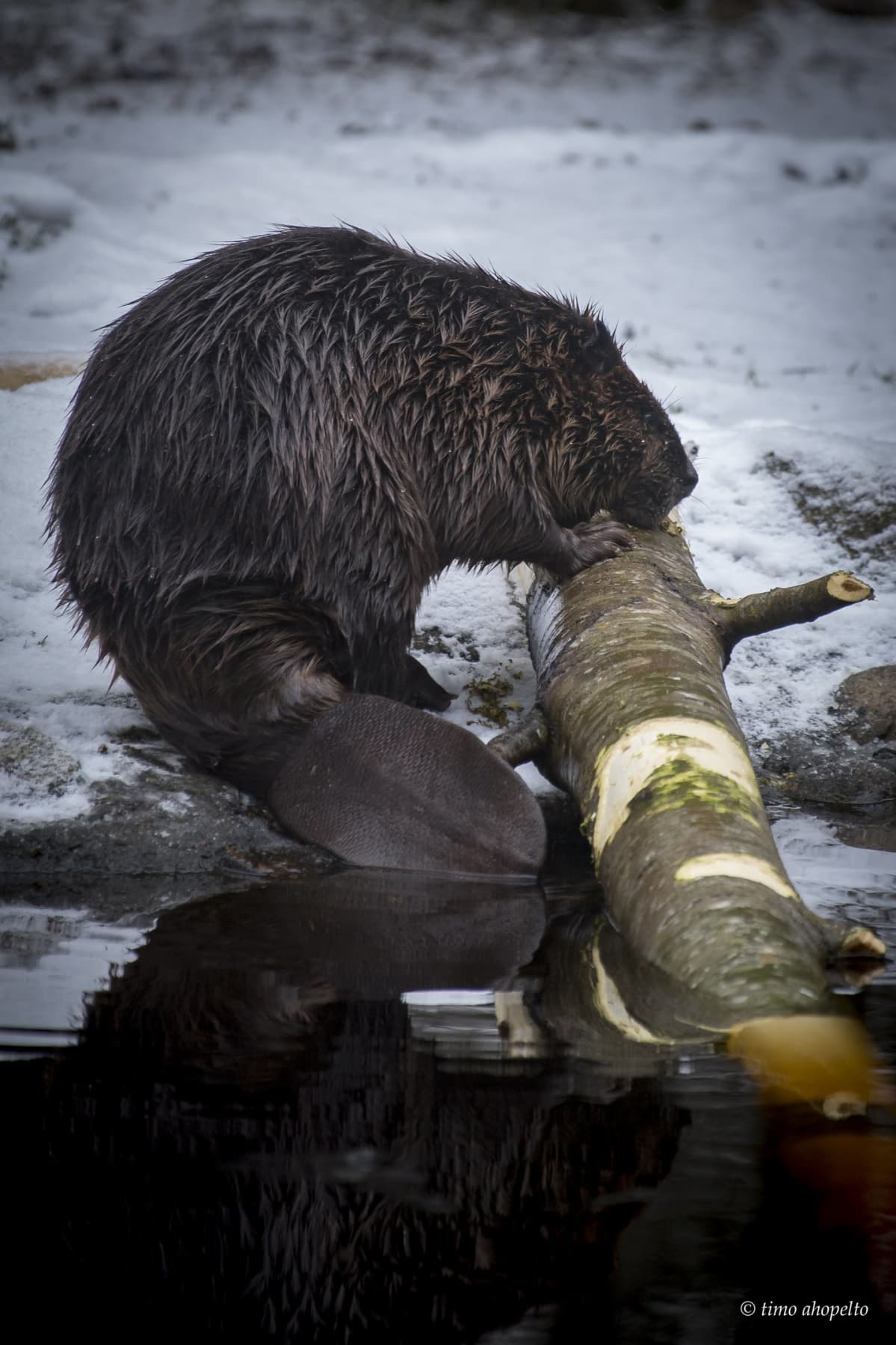 Majava järsii puunrunkoa lammen rannalla aitauksessaan eläinpuistossa.