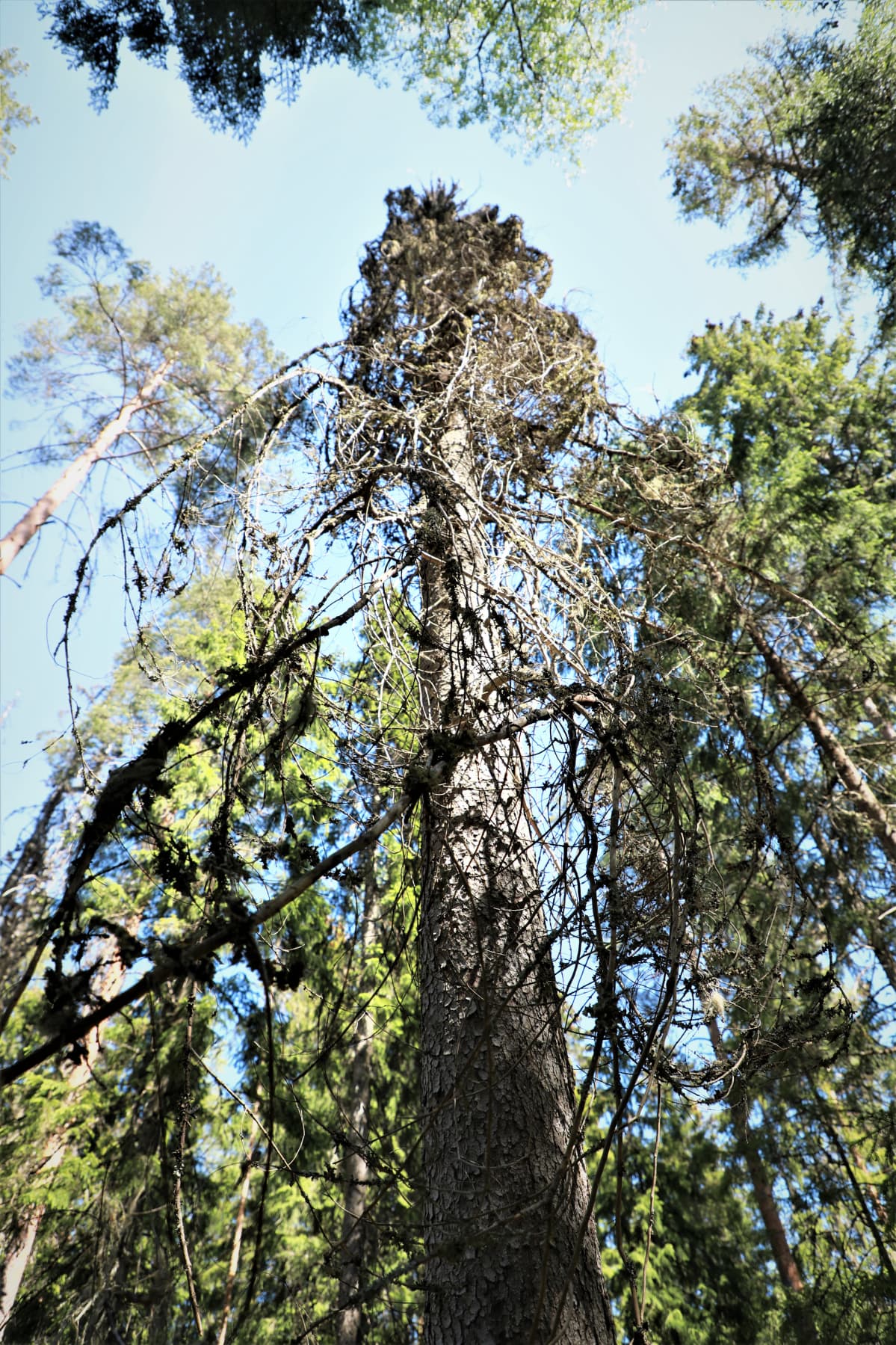 Vanhaa metsää, kuollut puu