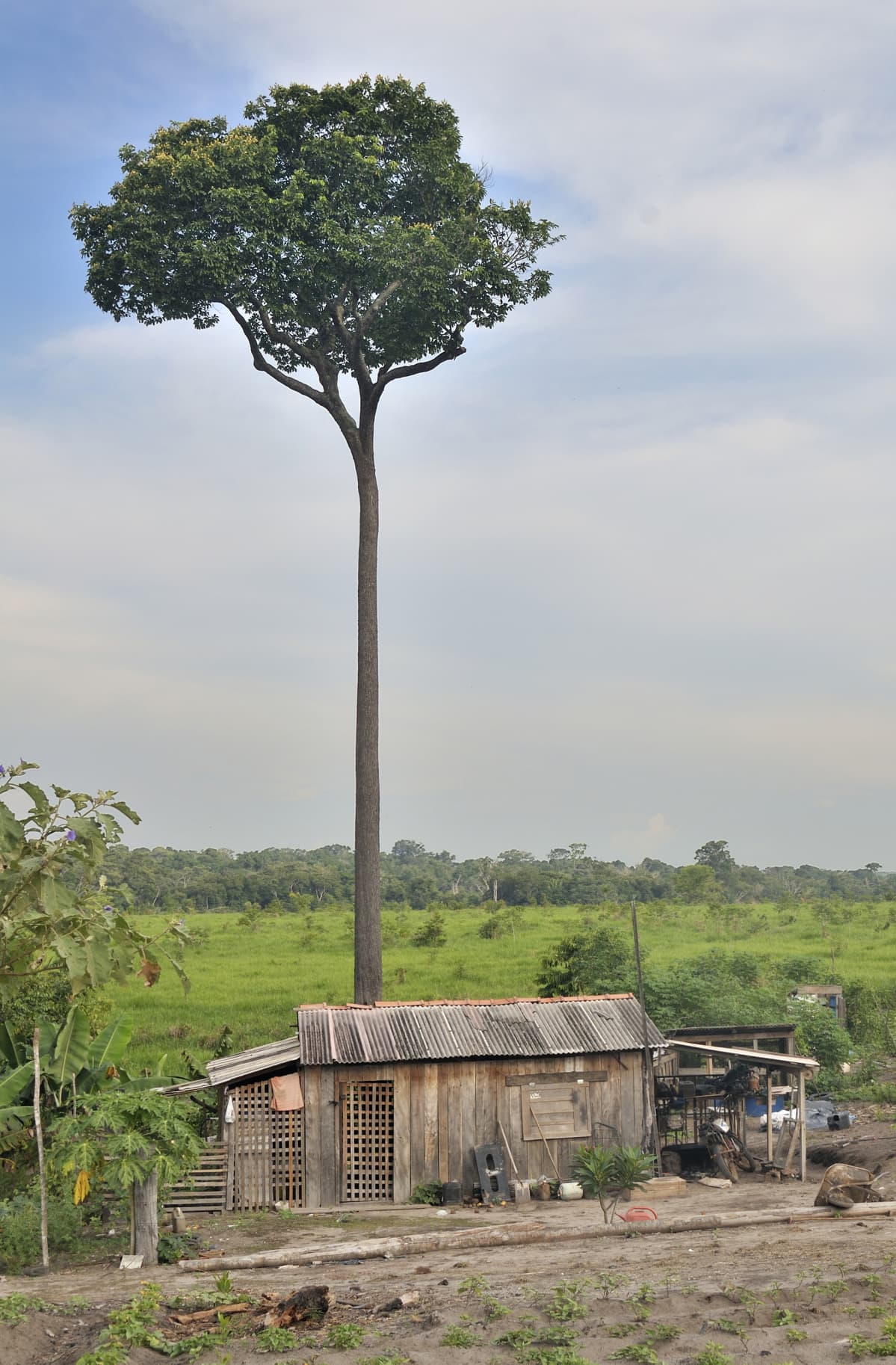 Parapähkinäpuu kuvattuna Mato Grossossa, Brasiliassa.
