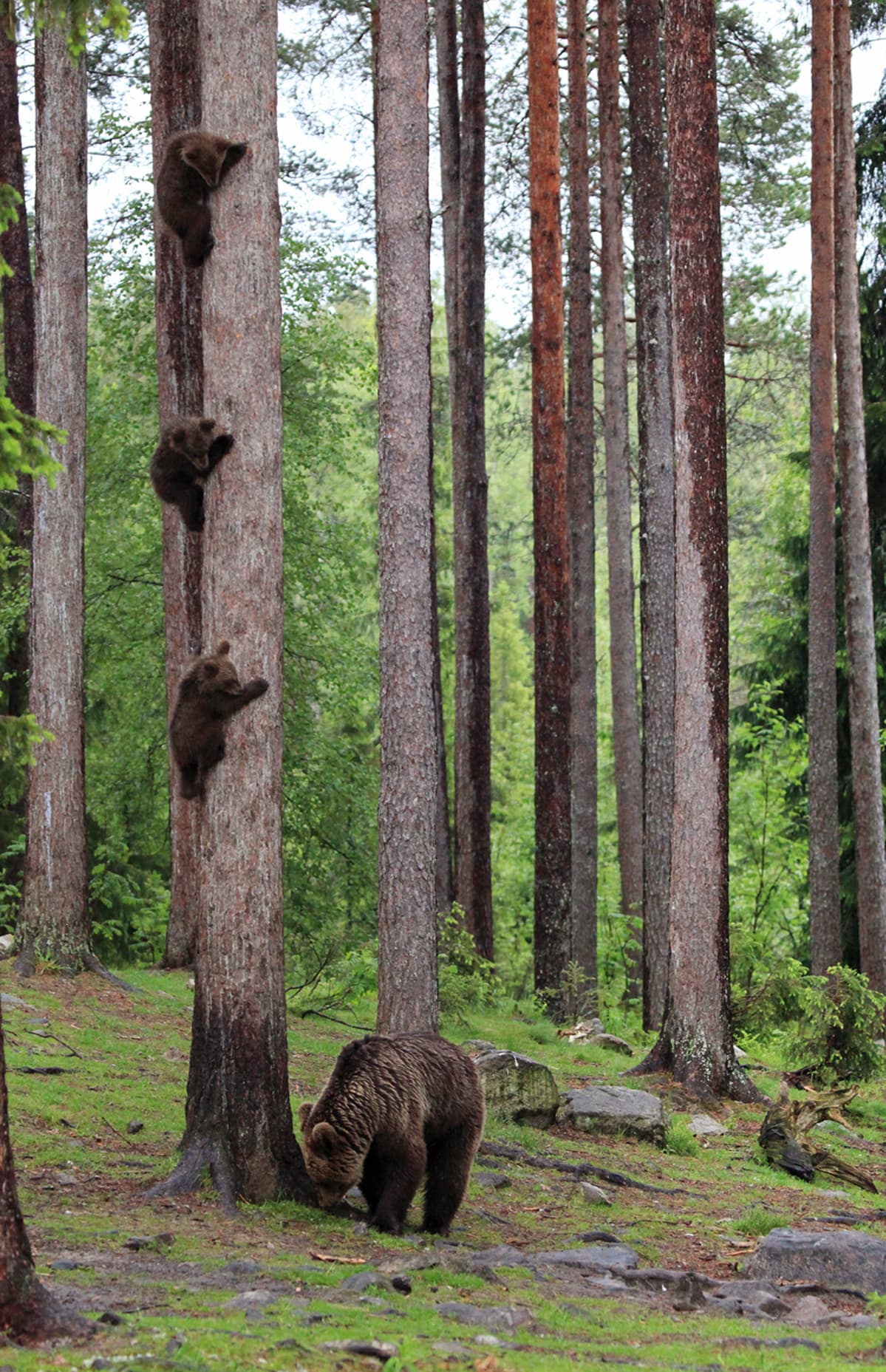 Kolme karhunpoikasta kiipeää männynrungossa